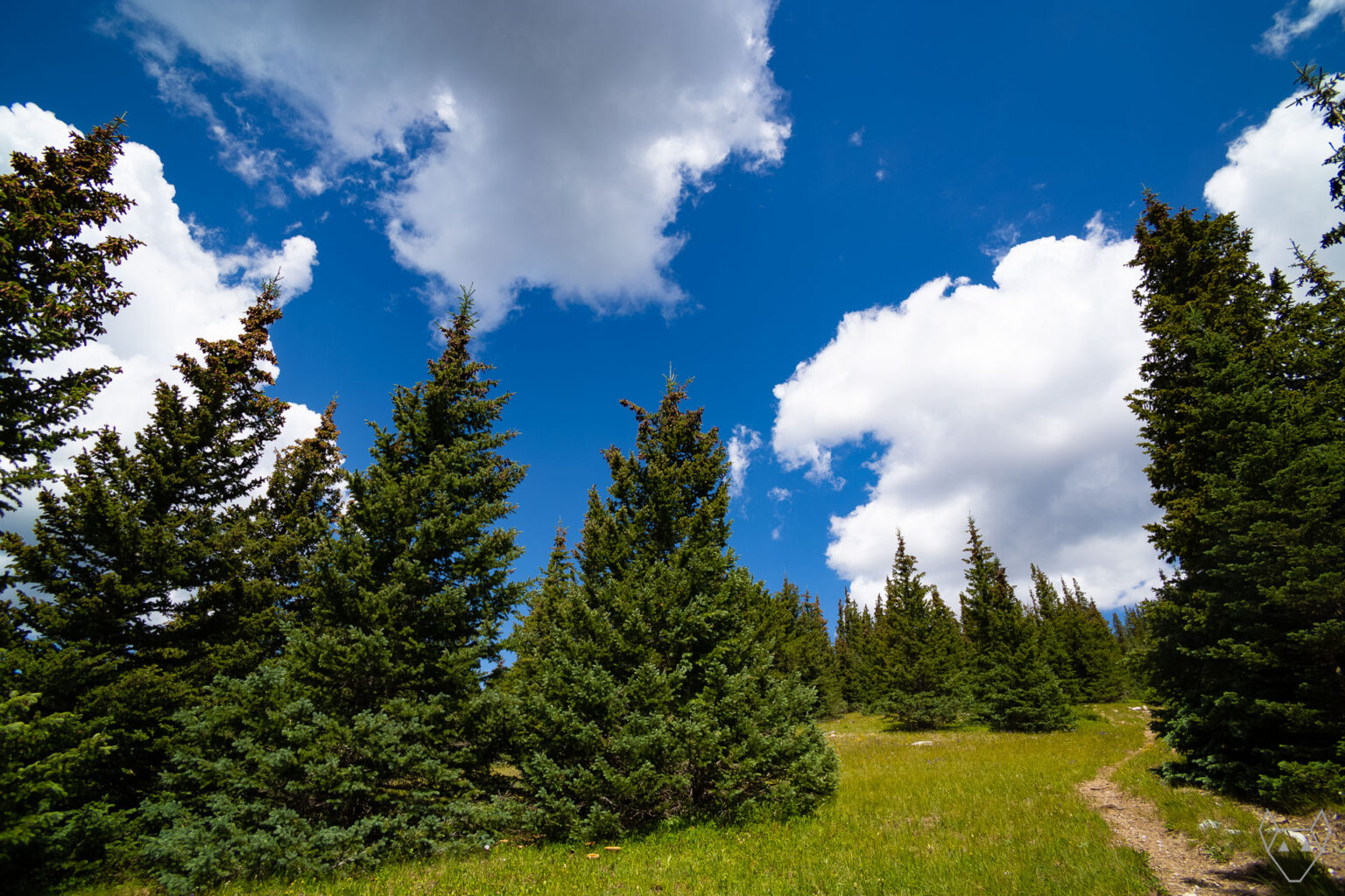 A Hiking trail meanders through a spruce forest in the Taos Mountain Range.
