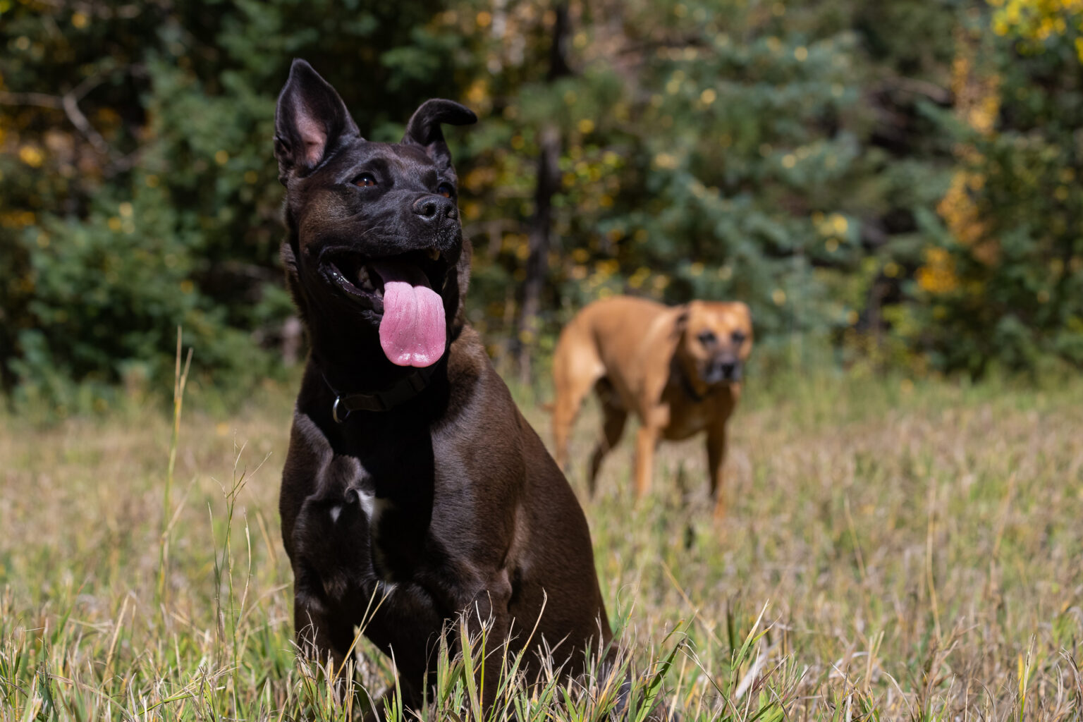 Dogs playing in the autumn forest.
