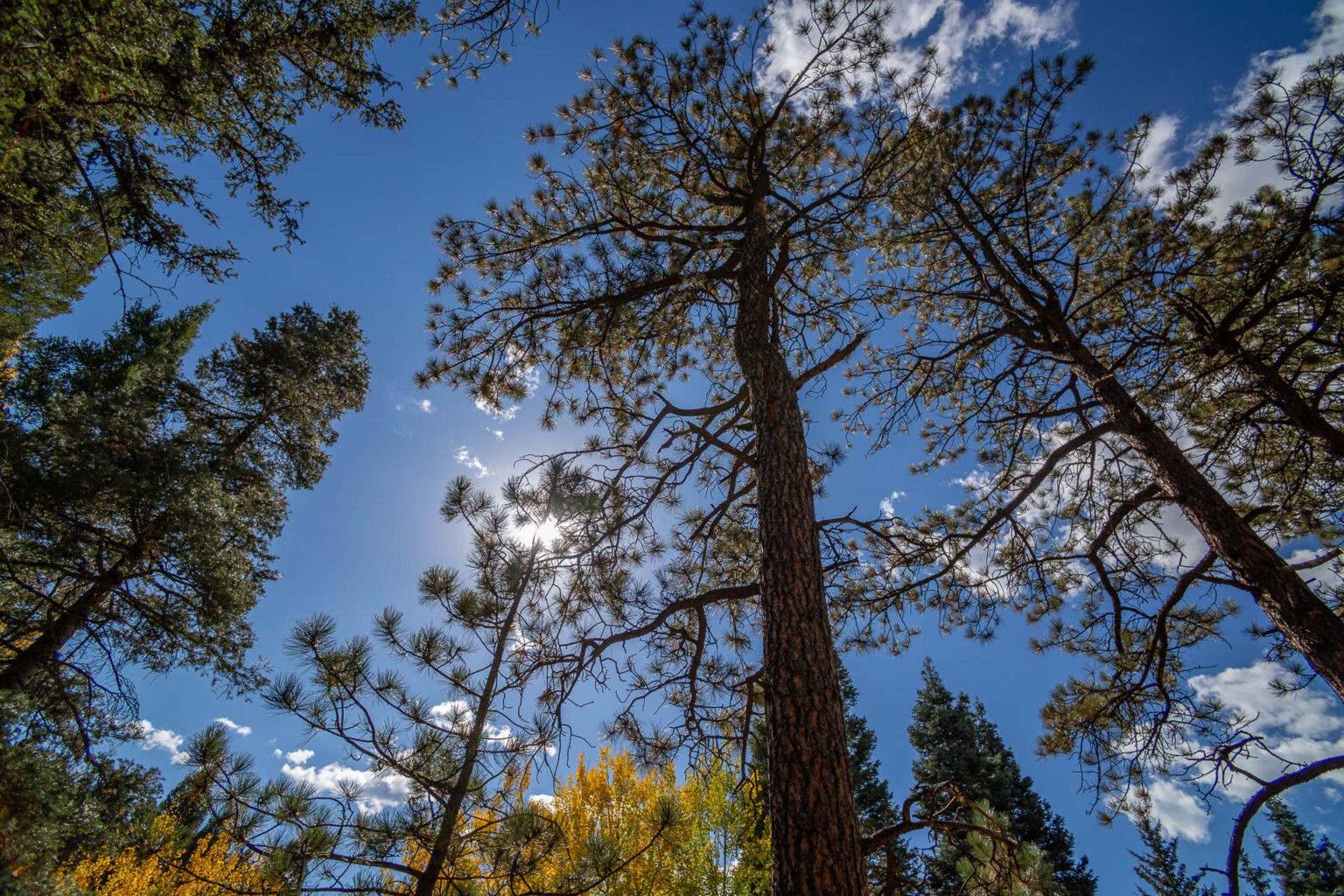 Reverence to the Mighty Ponderosa Pine Tree