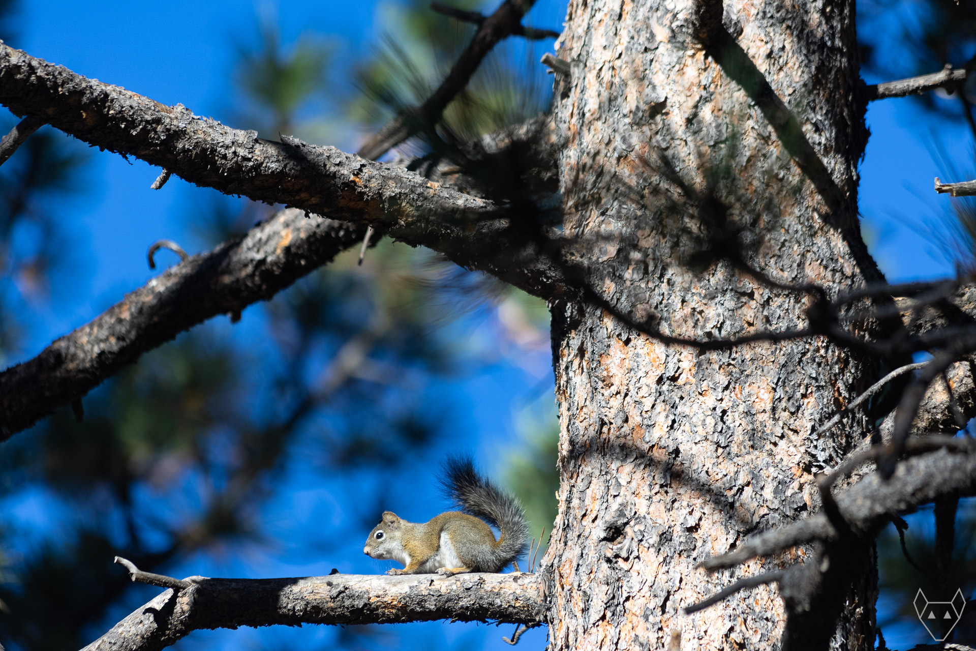 A squirrel sees you from his branch in the mighty ponderosa pine tree.