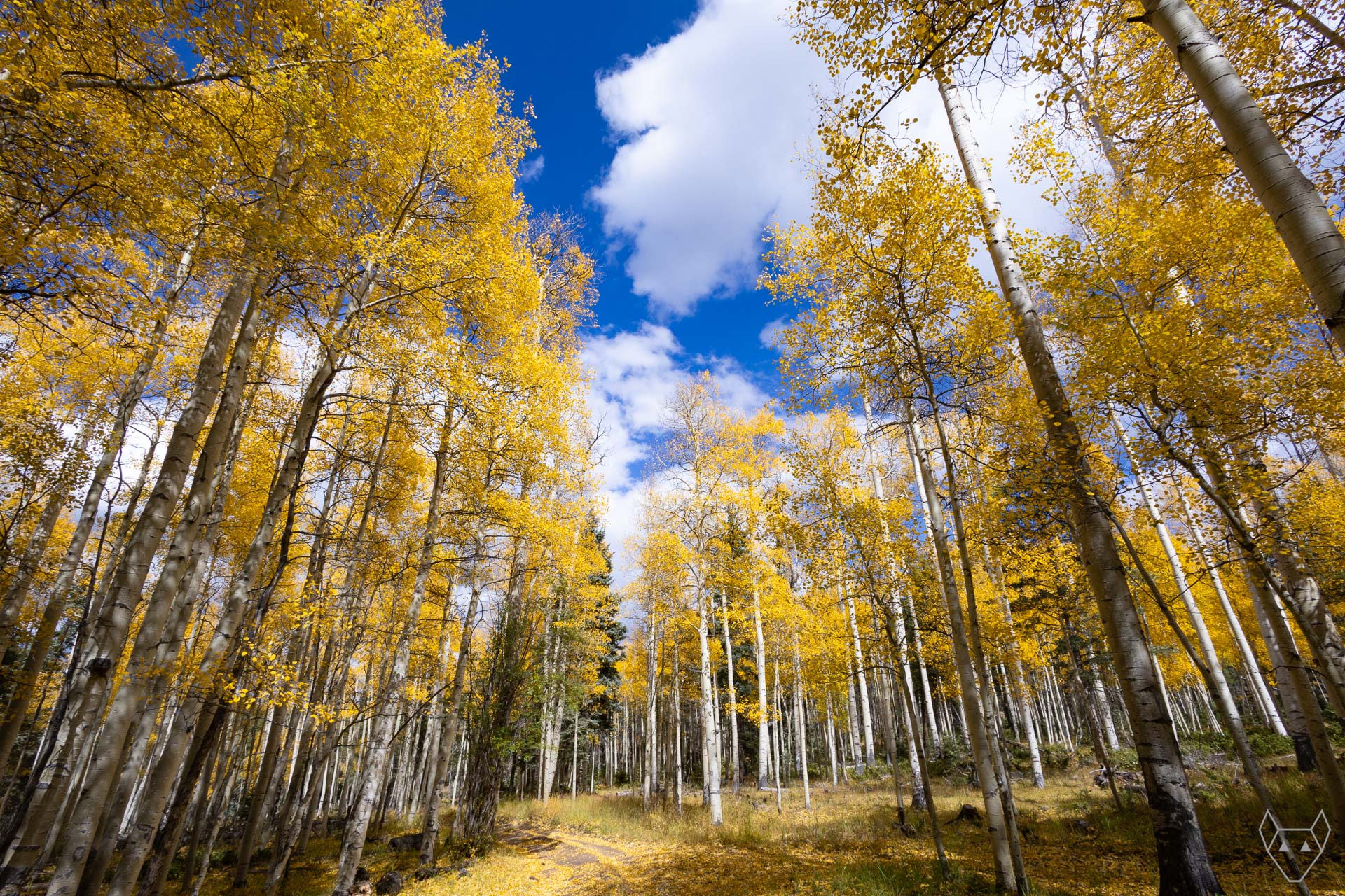 Beneath a cloud filled sky and towering golden aspens, the Palo Flechado hiking trail is covered with a soft layer of fallen leaves.