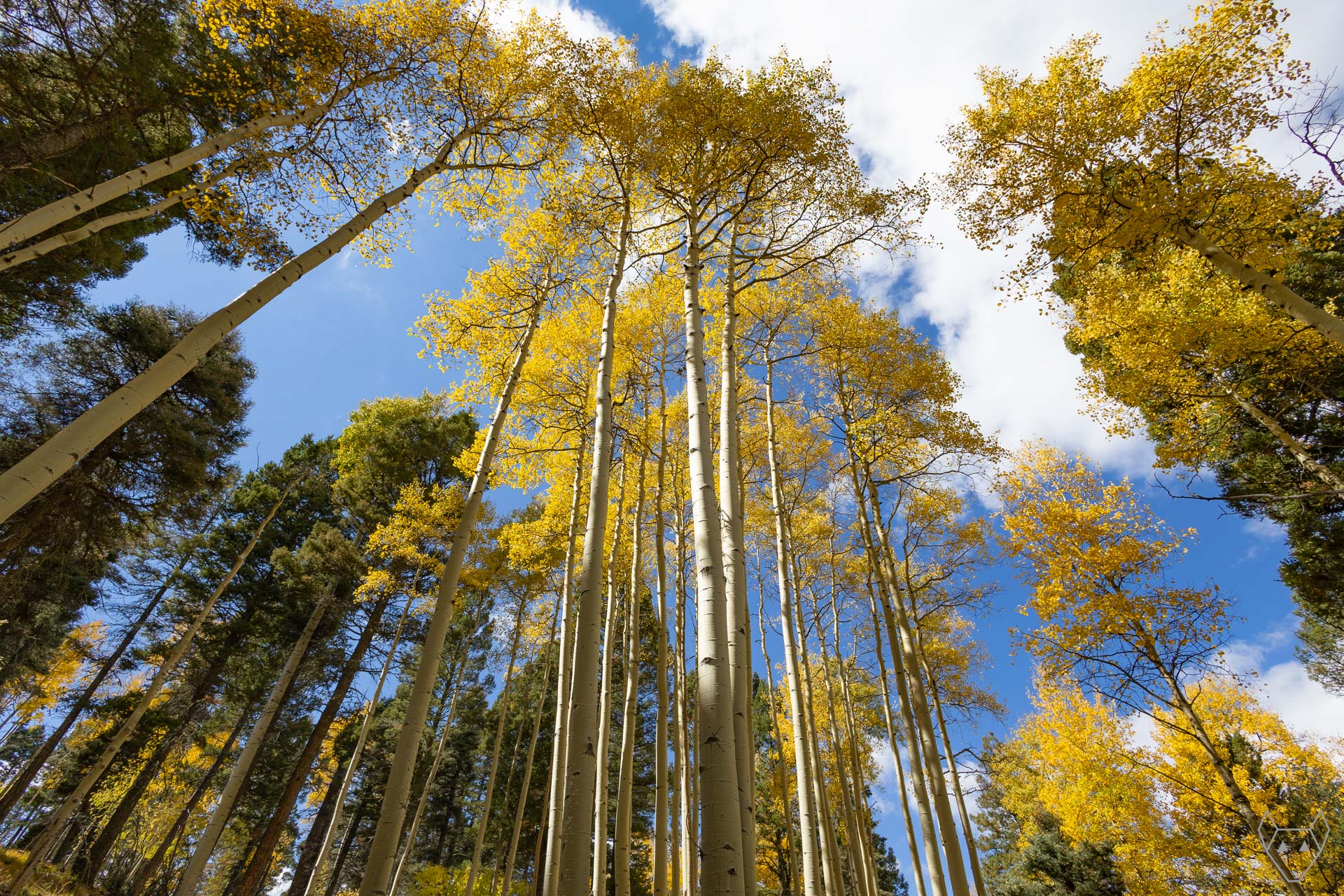 A grove of autumn aspens glowing gold at Palo Flechado Pass, their slender trunks stretching toward a blue sky with scattered white clouds.