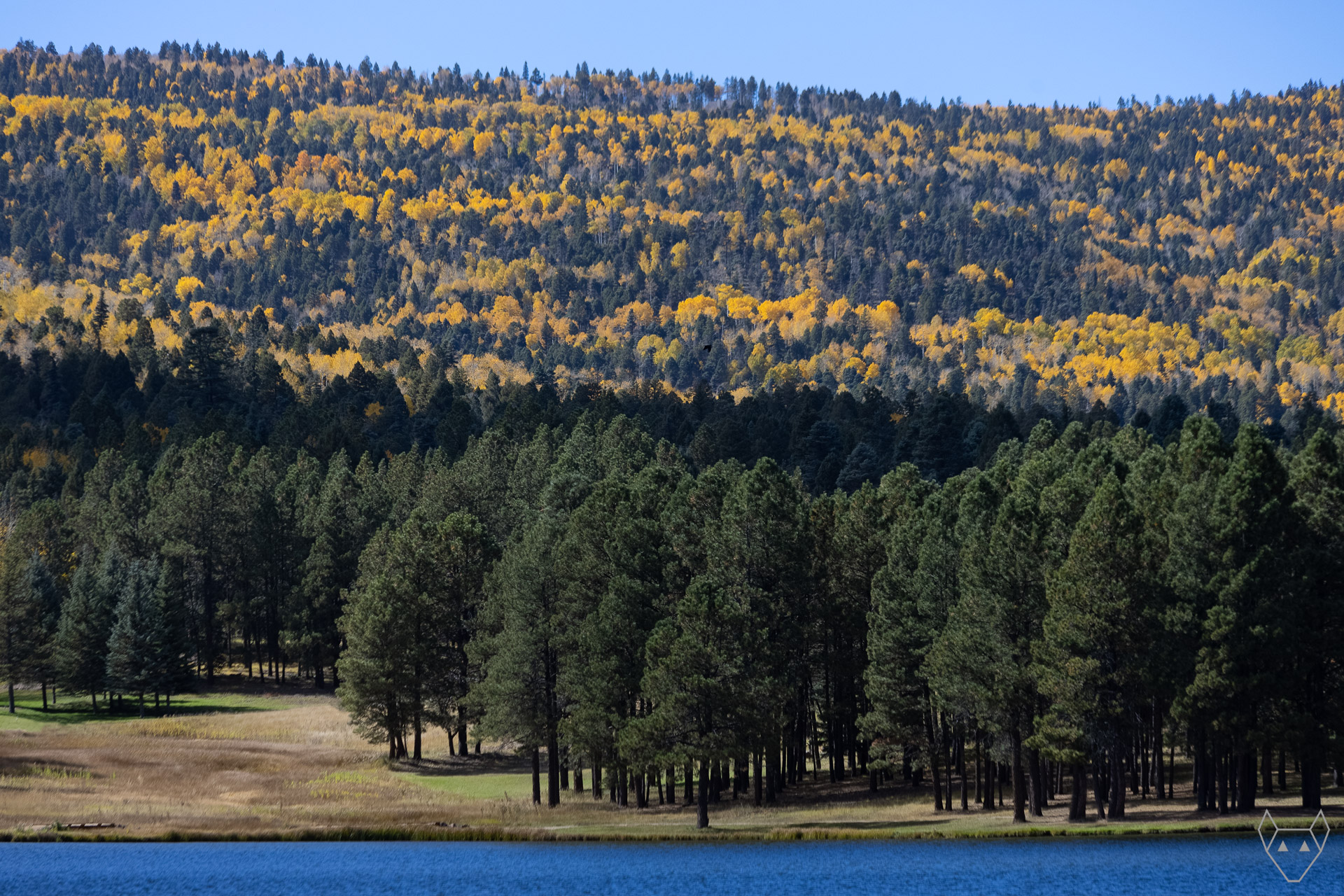 Autumn landscape in the southern Rocky Mountains with layers of light and shadow – vivid blue lake, dark green ponderosa pine trees with a slither of shadow wafting across, and sunlit aspens glowing gold across the mountain side.