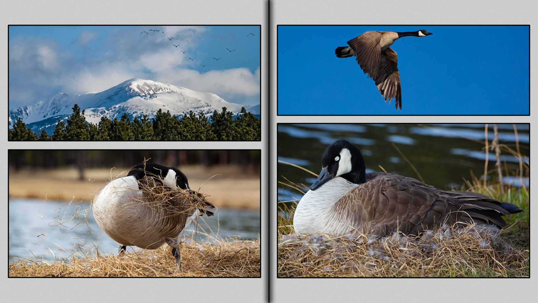 Canada Geese in Spring