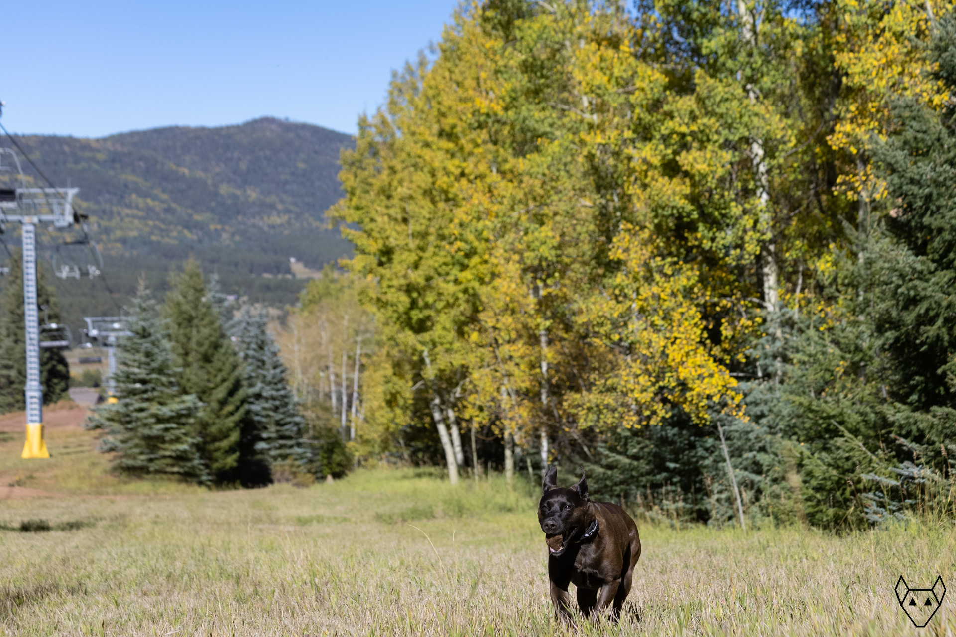 A black dog playing on a ski run in autumn.