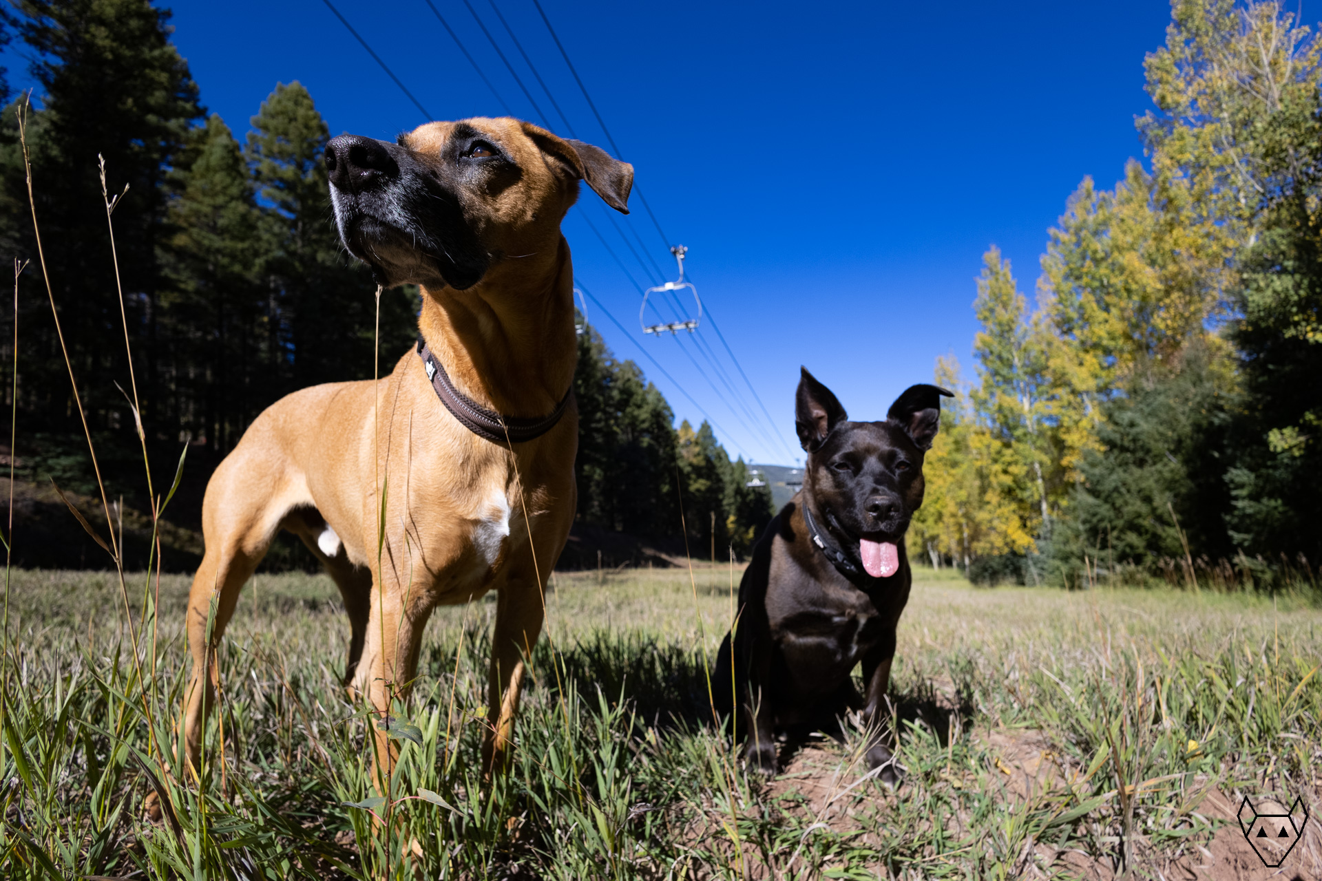 Dogs, one with a really big tongue, enjoy the crisp autumn day.
