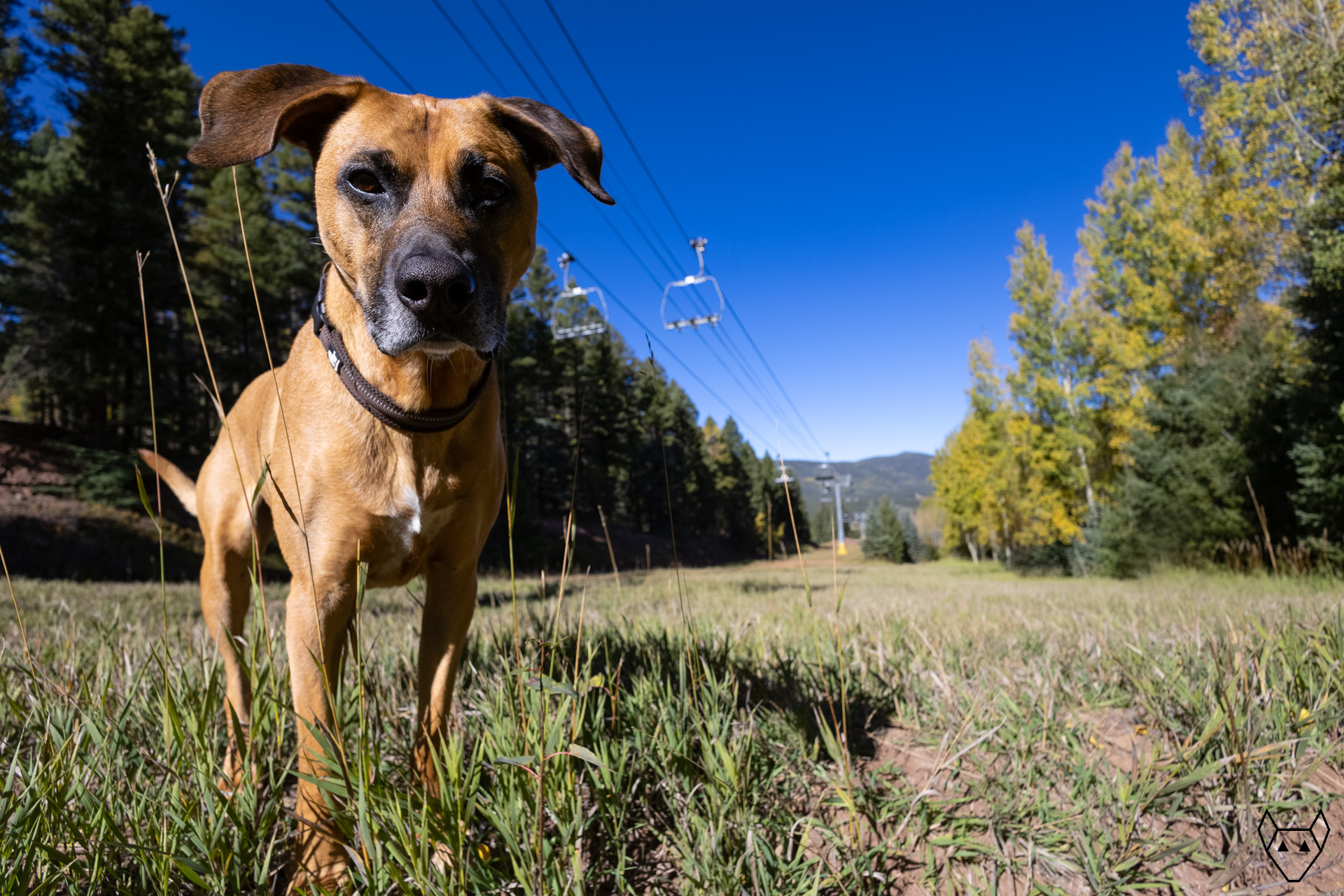 A big beautiful dog on a ski run in autumn.