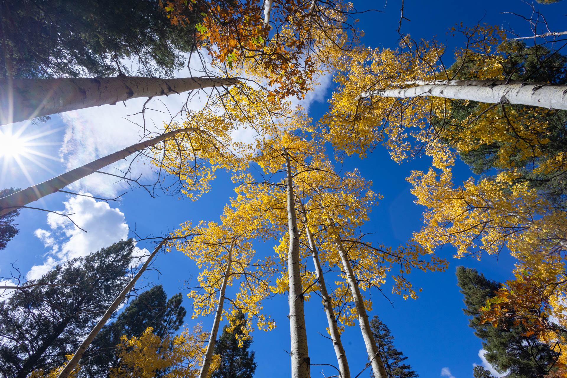A small grove of autumn aspens with the sun hanging low in its path across the southern horizon.