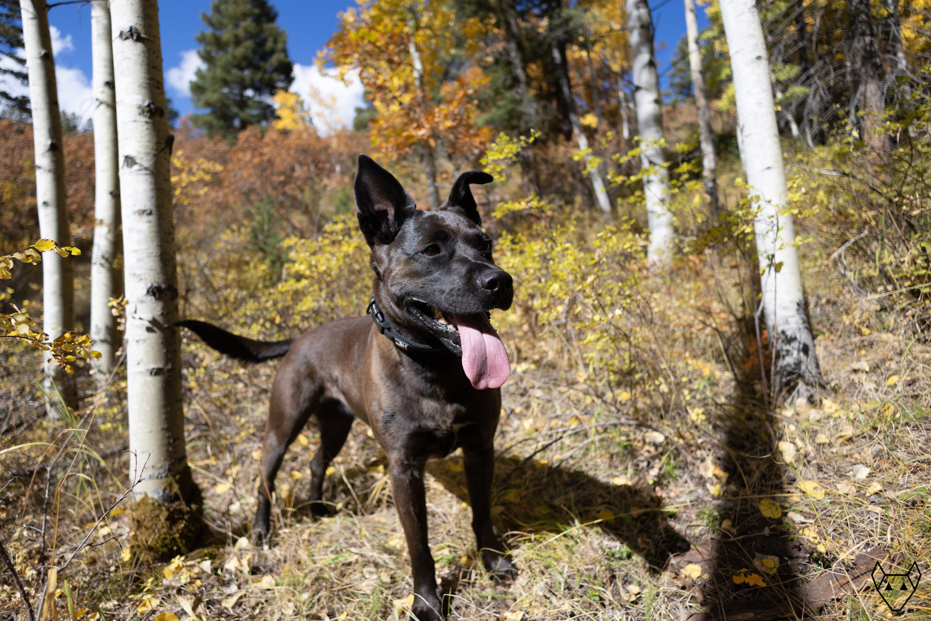 The autumn sun stays low in the southern sky and casts long shadows in an aspen grove and a beautiful black dog, one ear straight and one ear crooked.