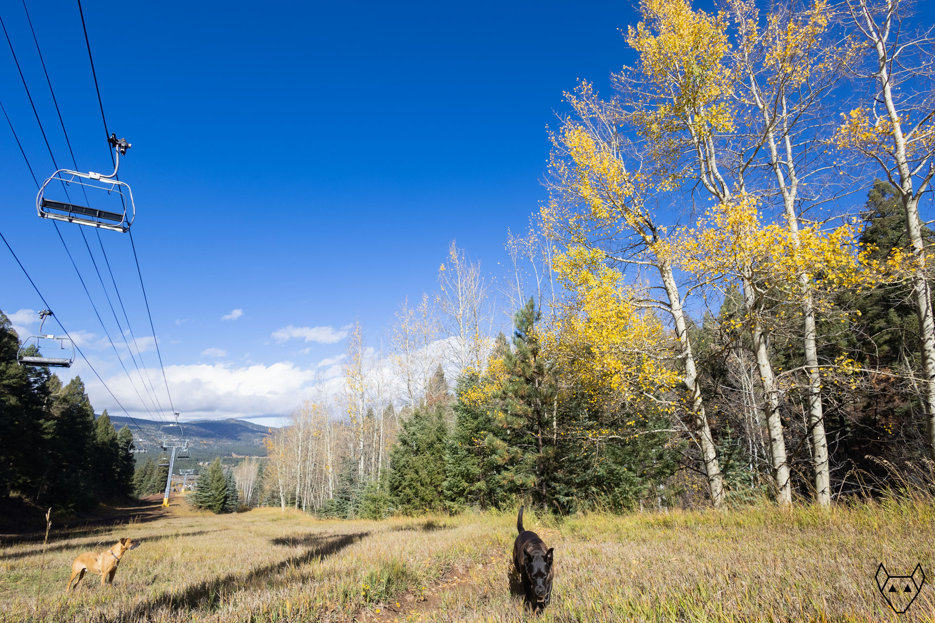 Two dogs on a ski run in late autumn. The aspen trees still have a few stubborn leaves clinging to their branches, but the clouds in the background warn that winter is approaching.