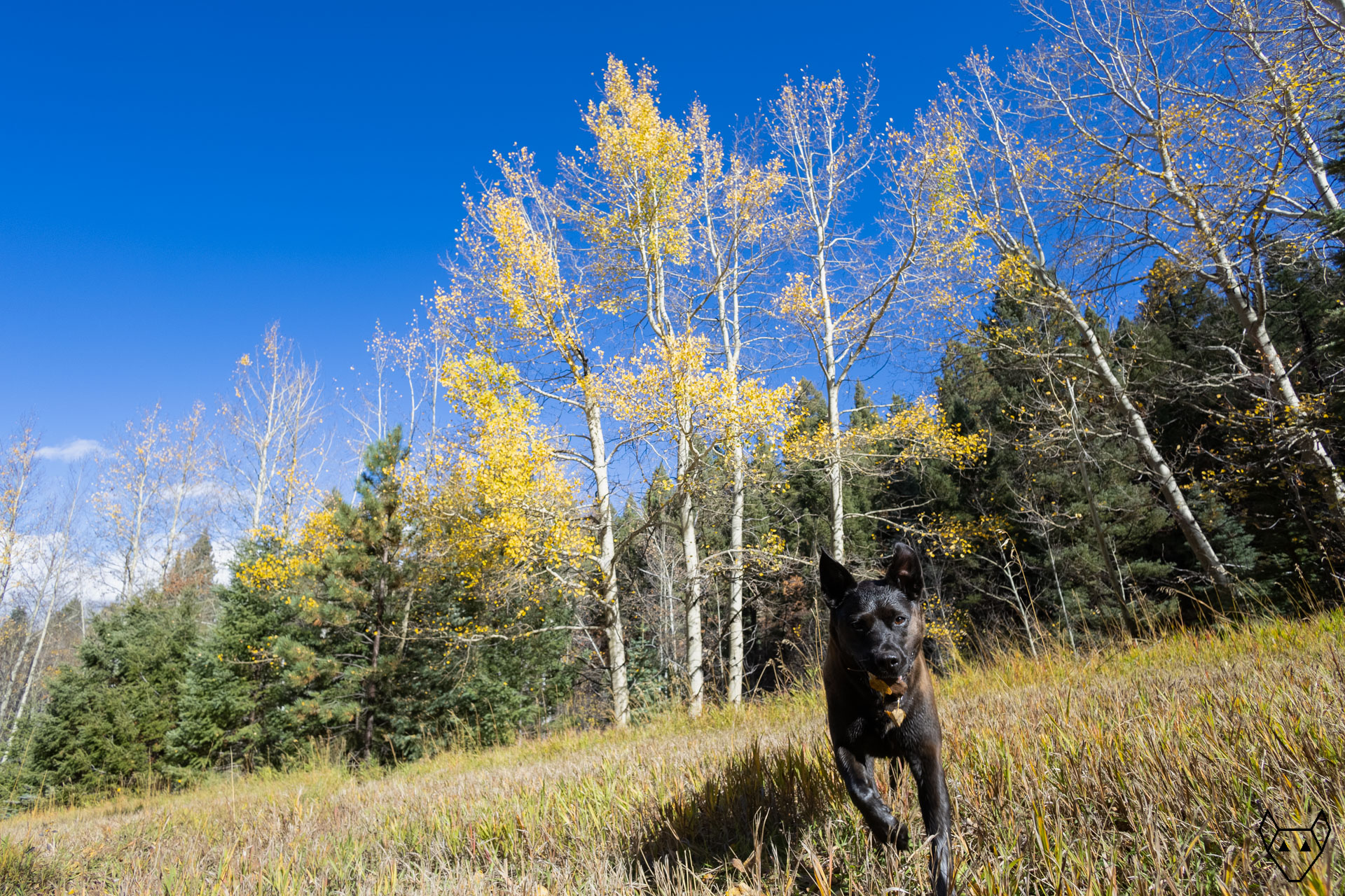 Black dog with a rock and leaves in her mouth. It is late autumn and a few golden leaves remain on the aspen tress.