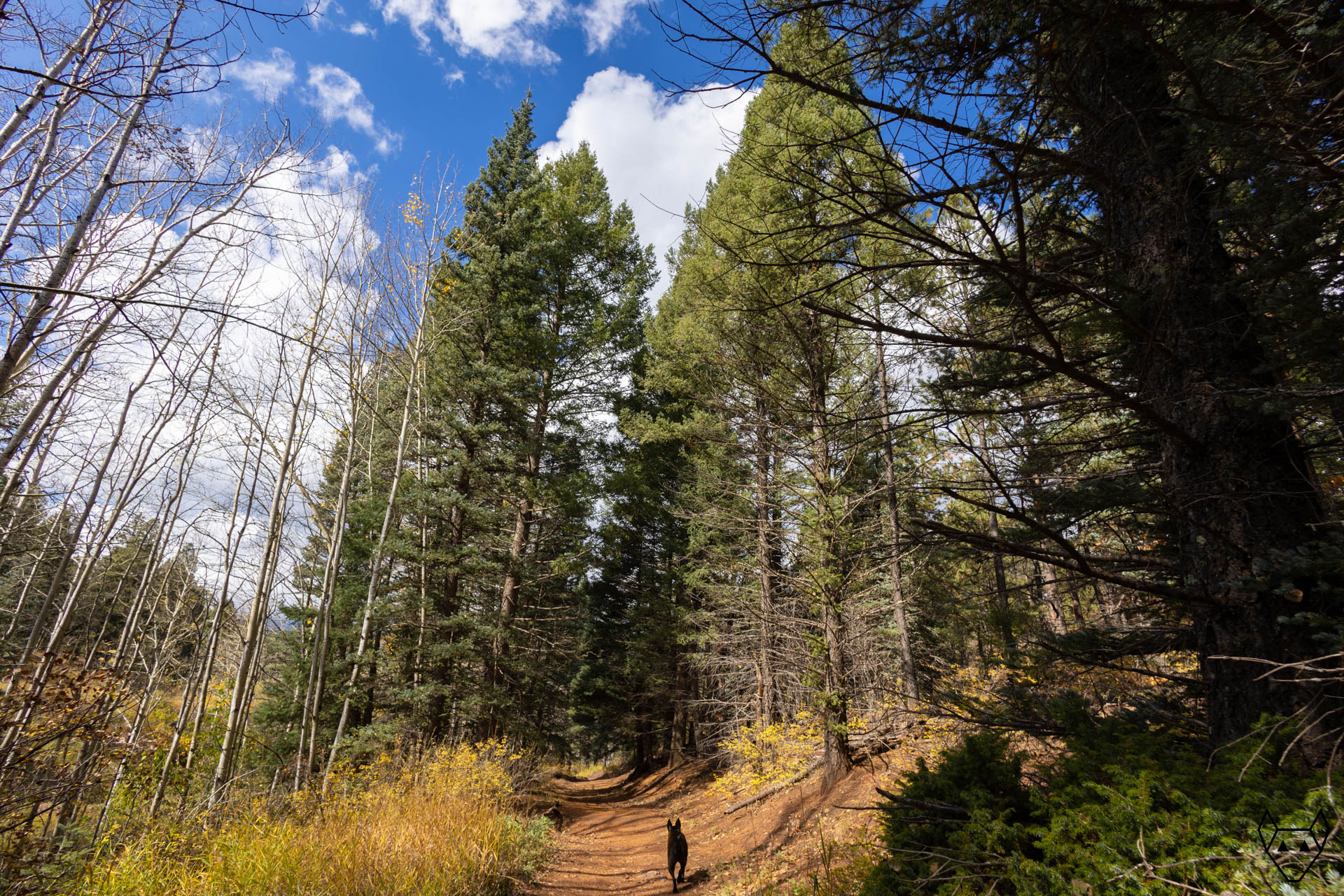The aspen trees without their leaves allow the sunlight to shine upon Enlightenment. It is a brief moment of light upon the trail before continuing into the shadowy spruce and pine forest.