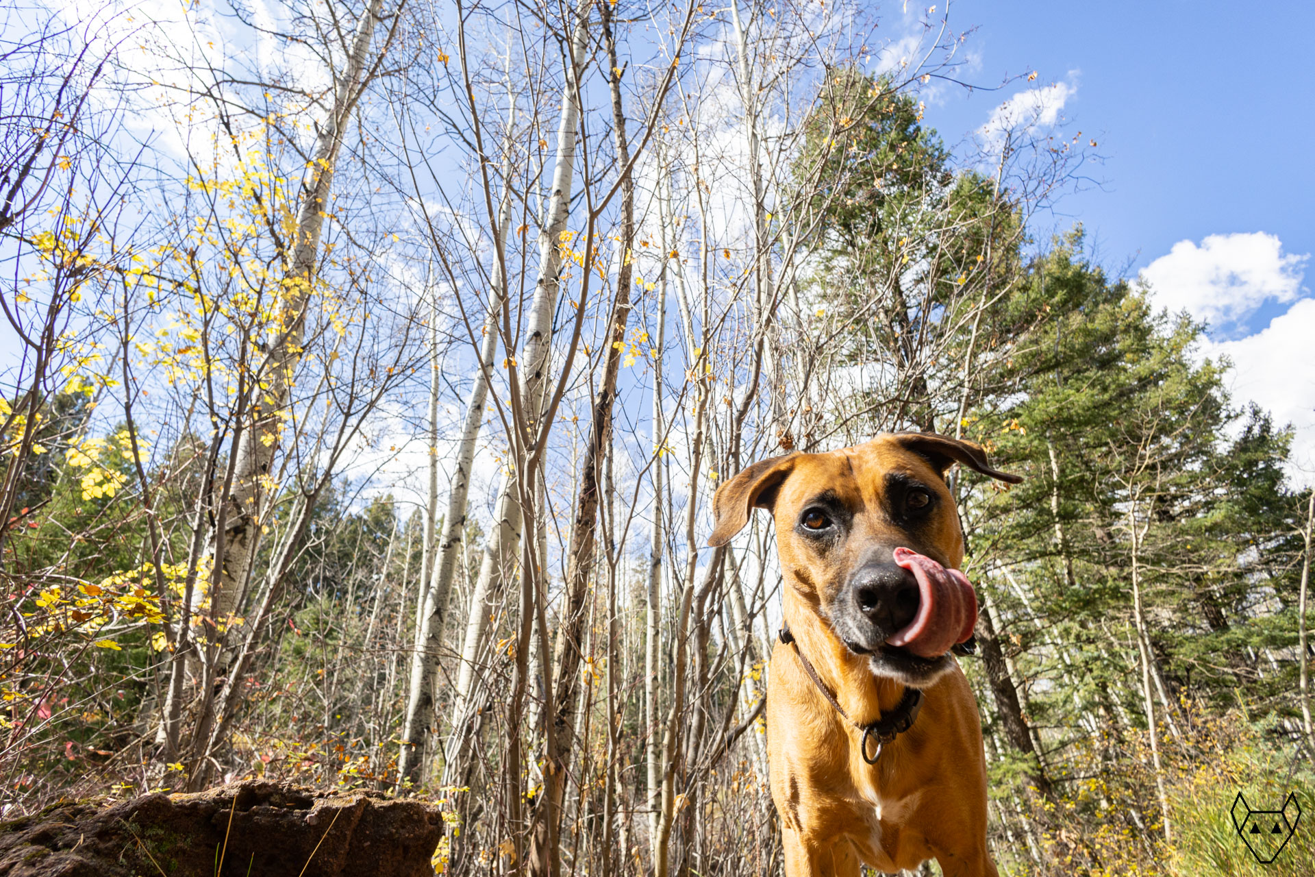 A big brown dog in front of aspen trees who have mostly lost their leaves.