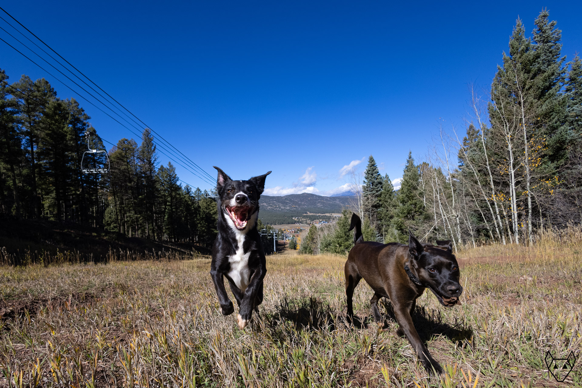Two dogs running and playing on a ski run.