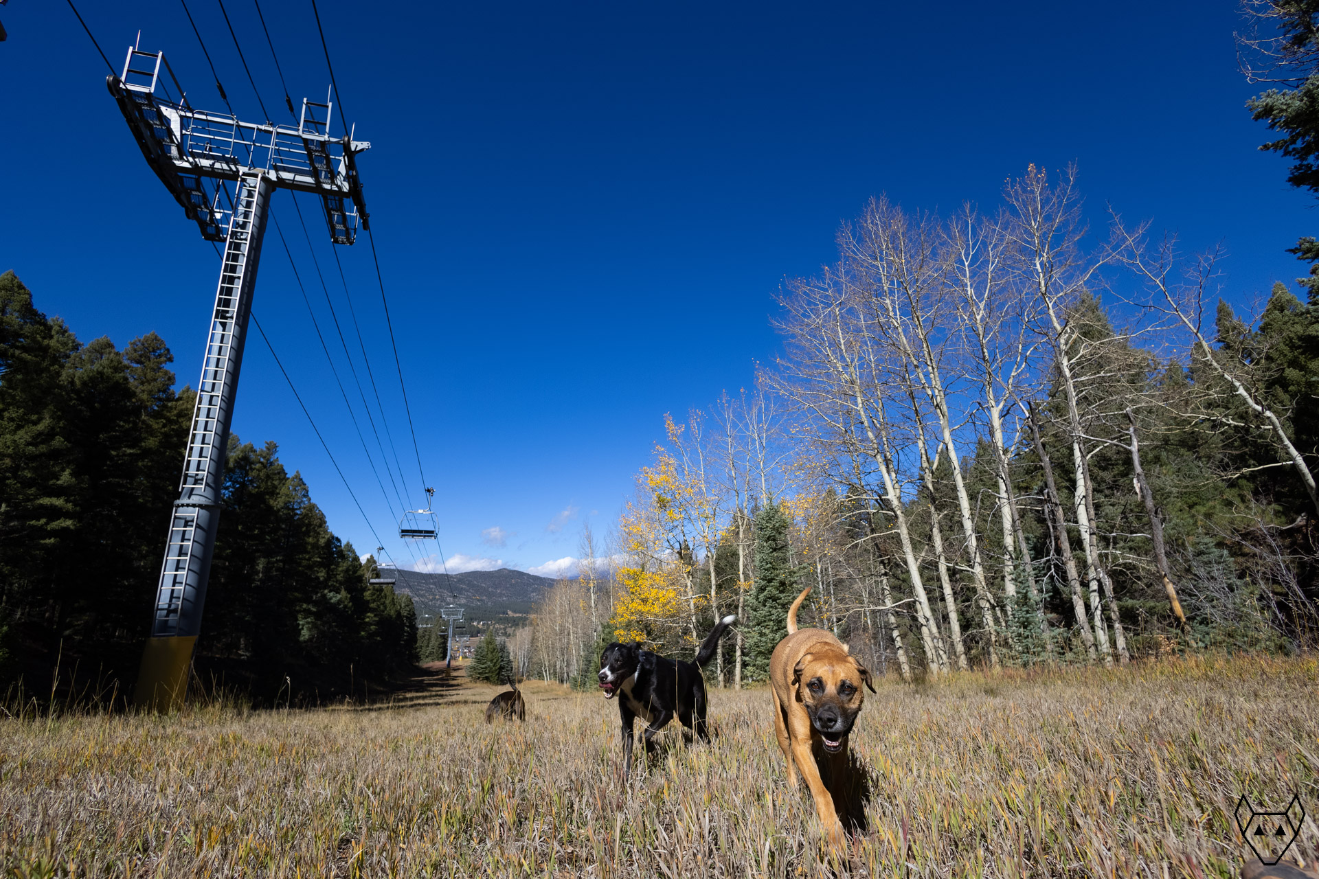 three dogs playing on a ski run. It is late autumn and the aspens are leafless except for one tree which is still glorious with golden fall leaves.