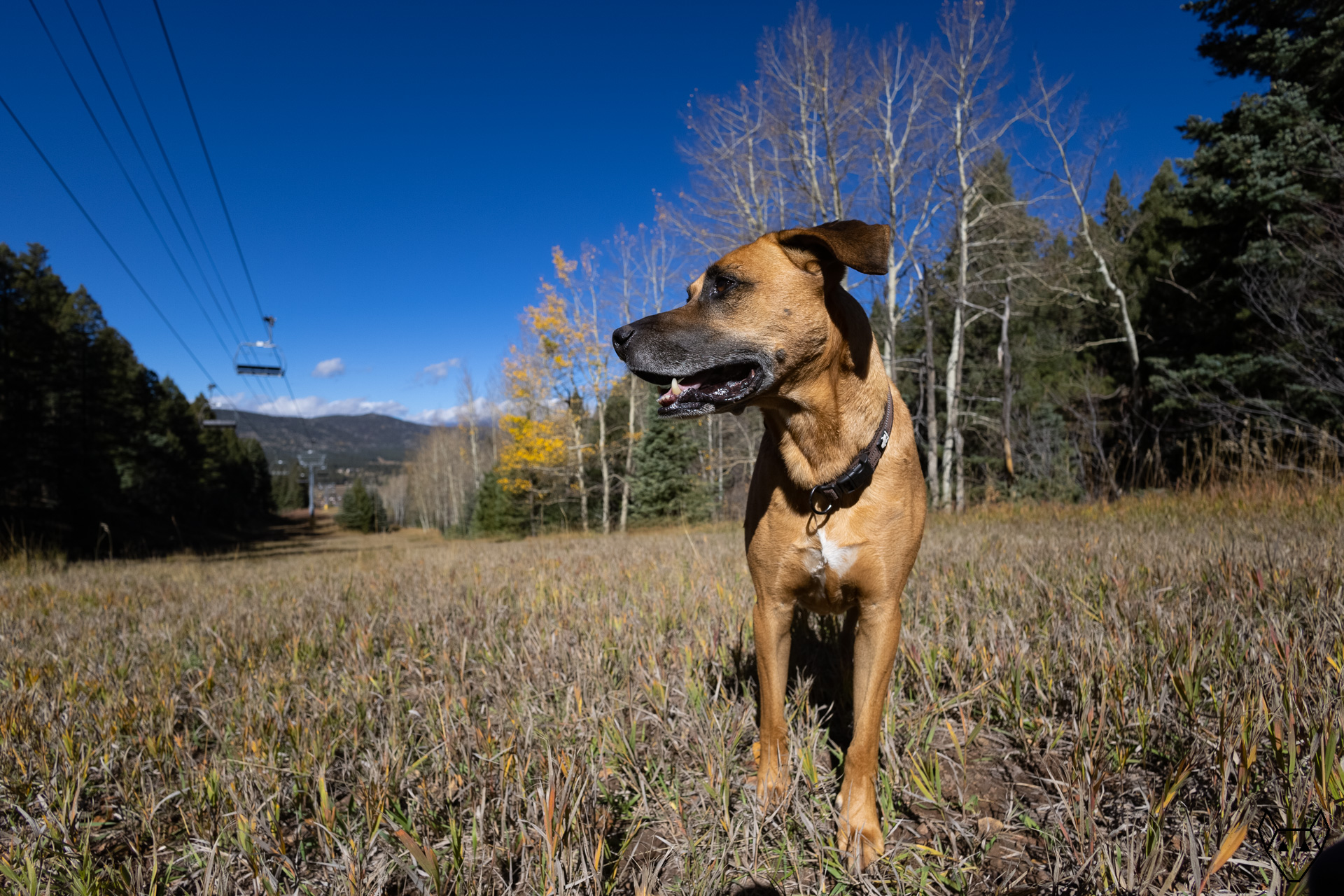 It is late autumn and a big brown dog gazes off camera. The dog stands on the sunny side of the ski run. Behind him is a grove of aspen trees who have all lost their leaves, except for one.