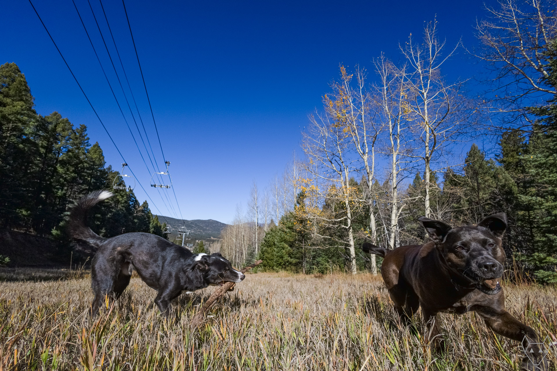 Two black dogs playing on the ski run. One dog has a stick and the other dog has a rock.