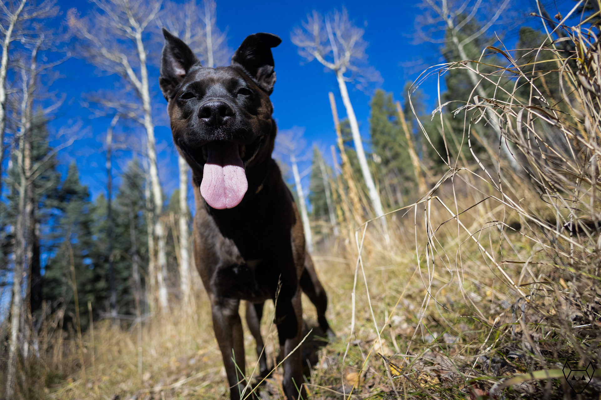 A floppy eared black dog with her tongue hanging out is enjoying the sunshine on a late autumn day. The grass has gone dormant but still stands tall. In the background are leafless aspen trees and still further, tall evergreen trees reach for a vivid blue sky.