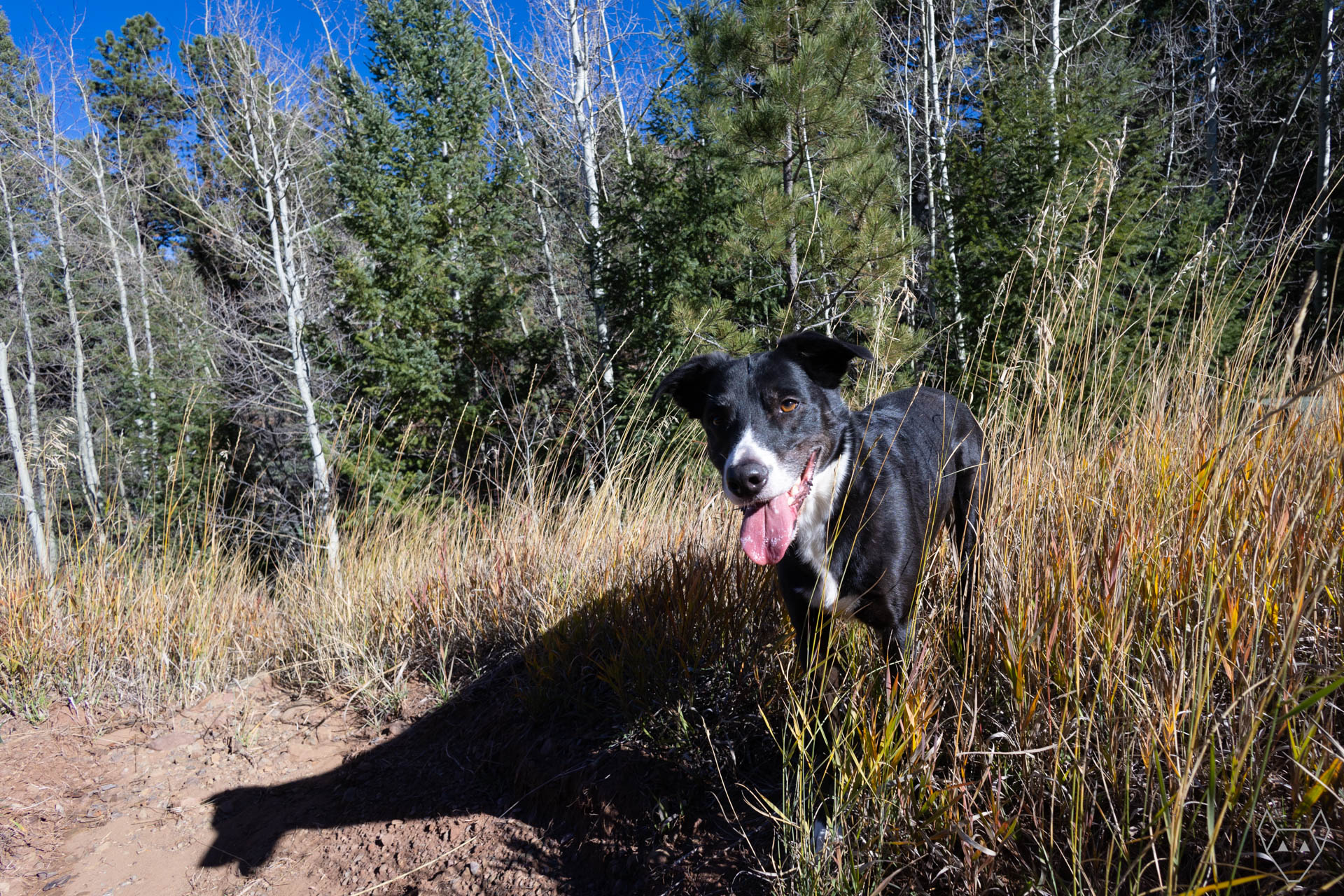 A Border Collie stands in the tall grass in front of evergreen trees and leafless aspen trees. The autumn sun is low on the horizon and casts a shadow of a dog standing in the tall grass.
