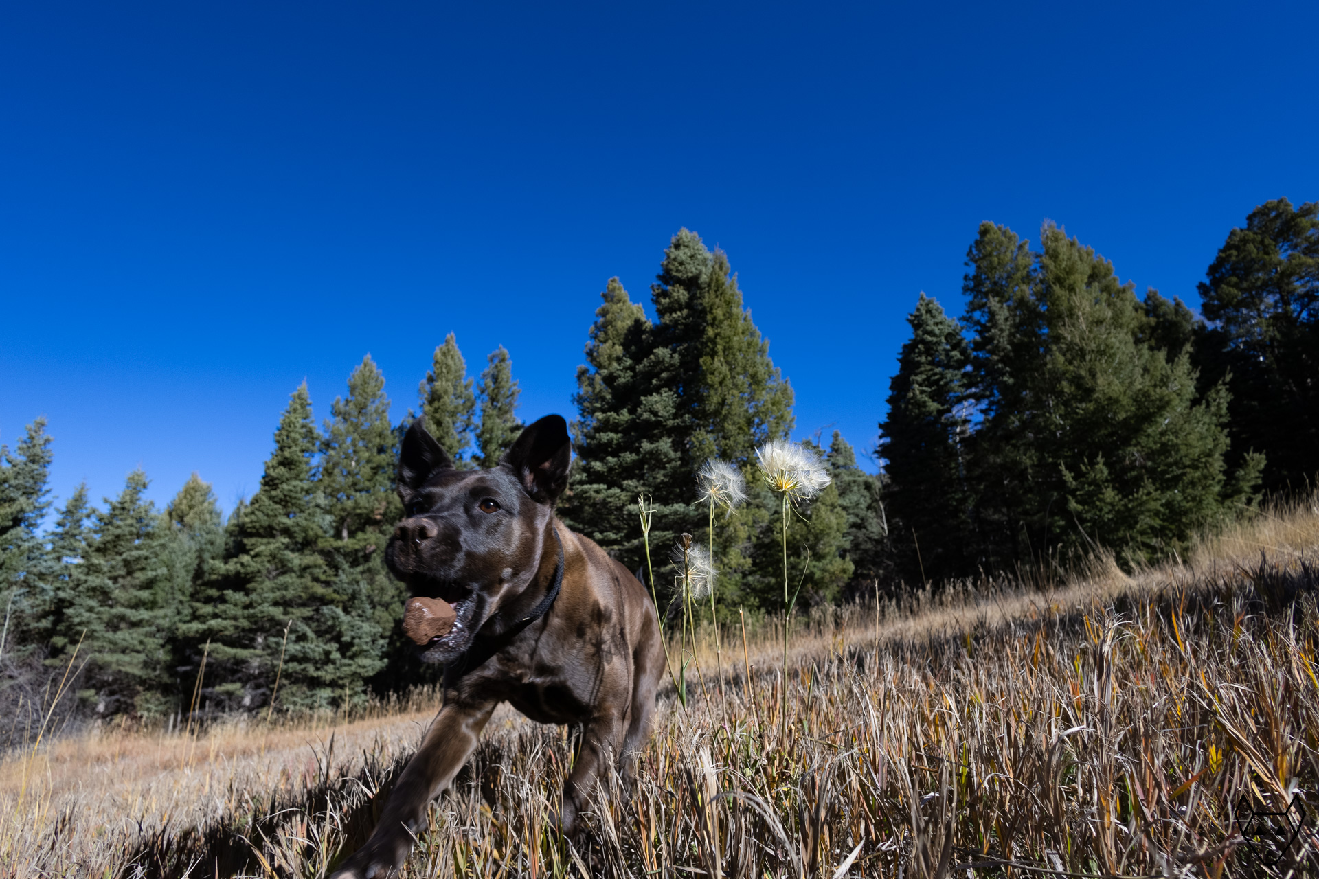 Here's a dog throwing a rock at her human. There are spruce trees in the background and a plant with a seed puff next to the dog. The grass is mostly brown, so the weather has turned cold, but the sun shines its' warmth on the grass and the dog and the evergreen trees.