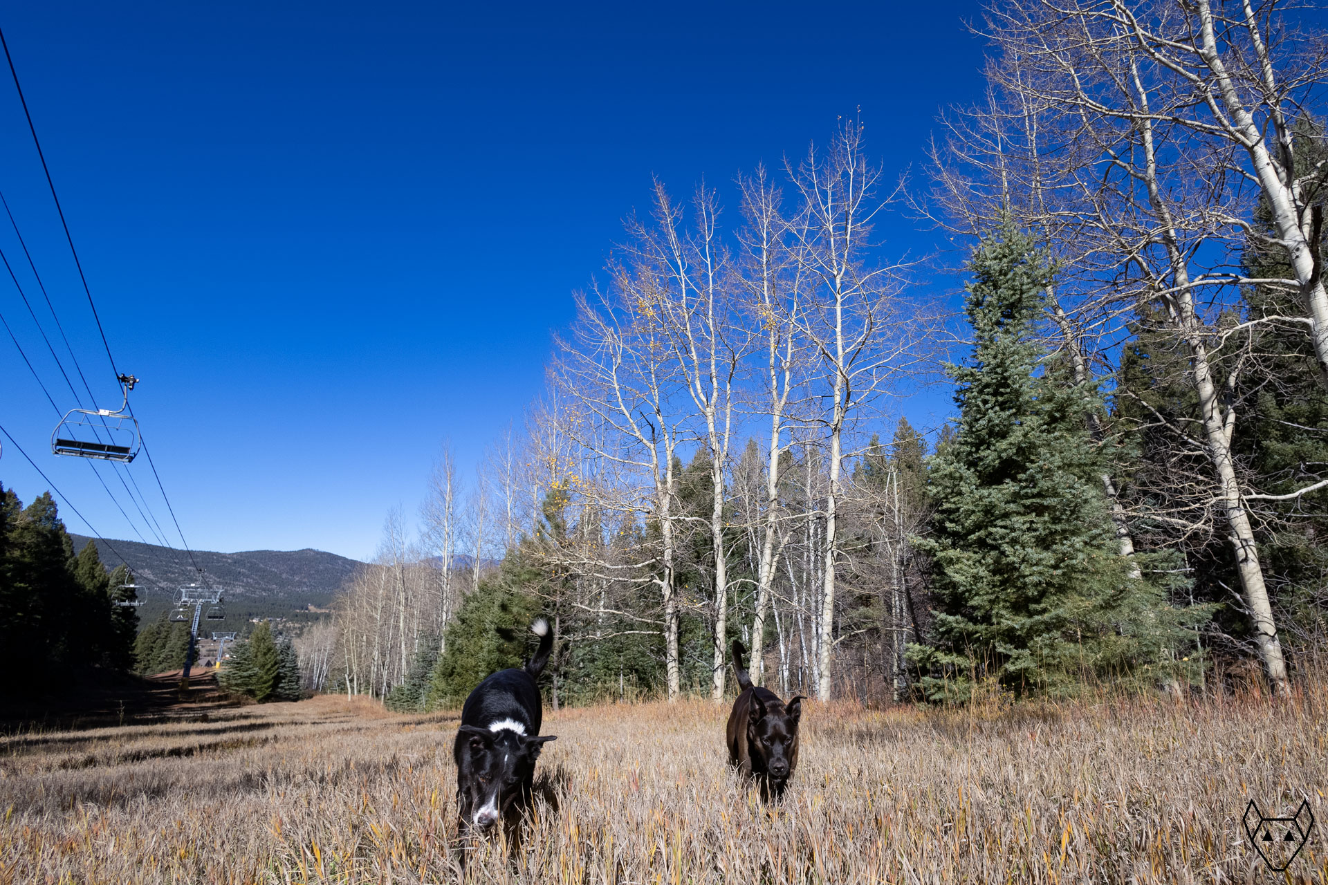 Two black dogs playing on the ski run. A few stubborn leaves refuse to leave their aspen tree, but the autumn dream is over.