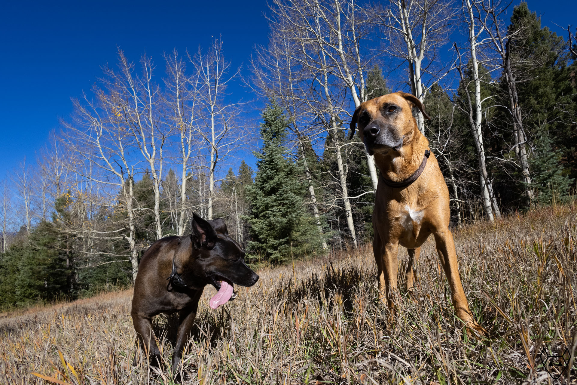 Two dogs in the grass with leafless aspens and evergreen trees behind them.