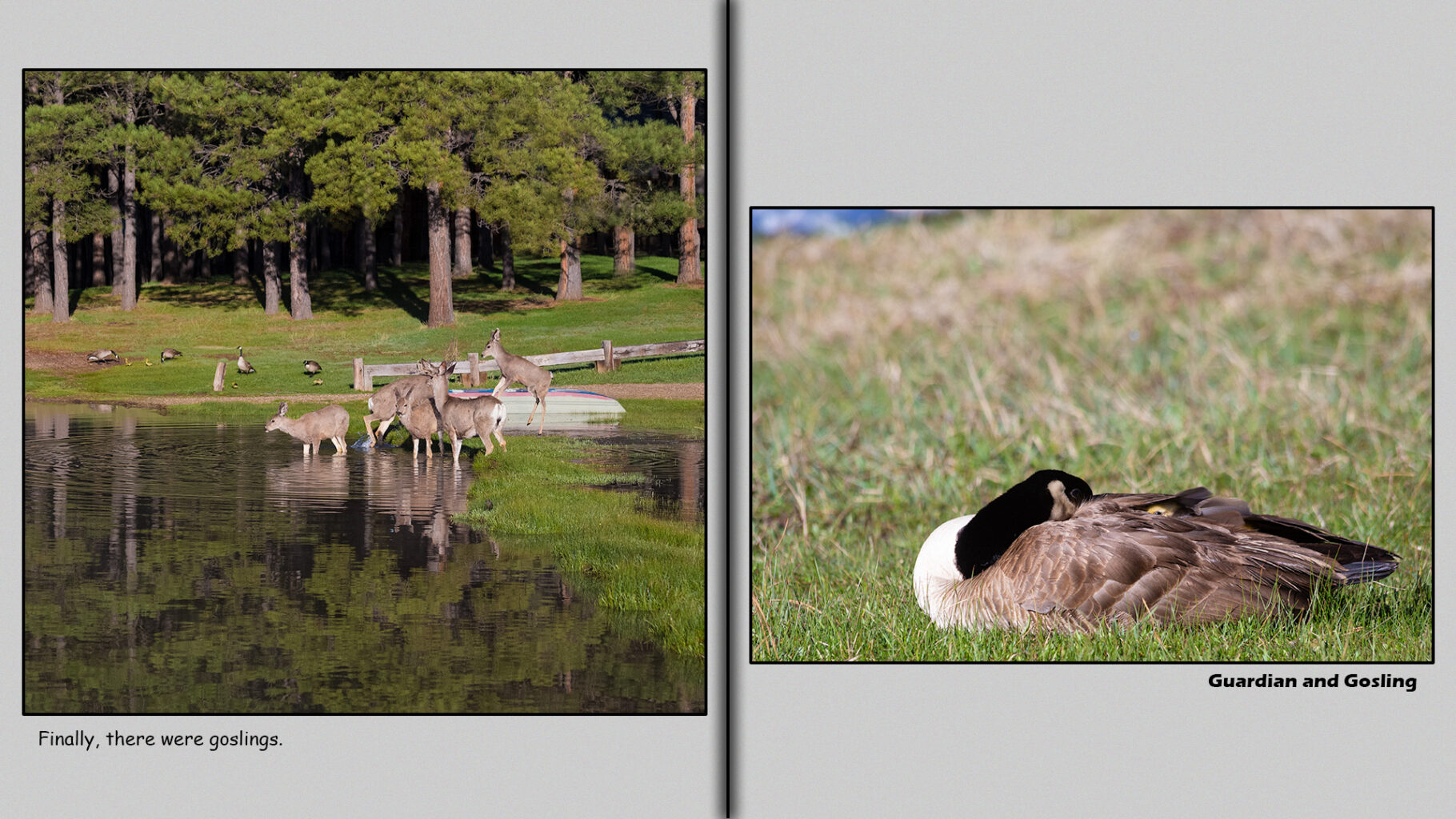 Guardian and Gosling