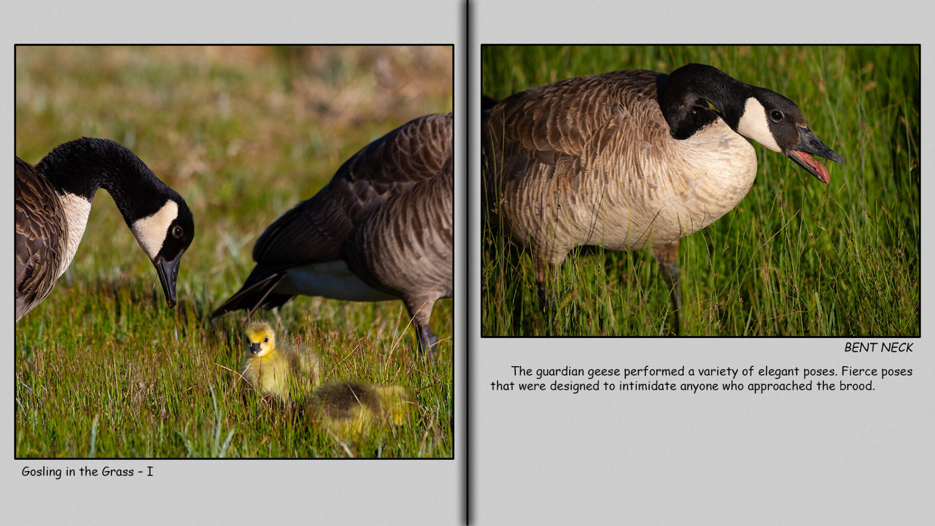 Gosling with Egg-tooth