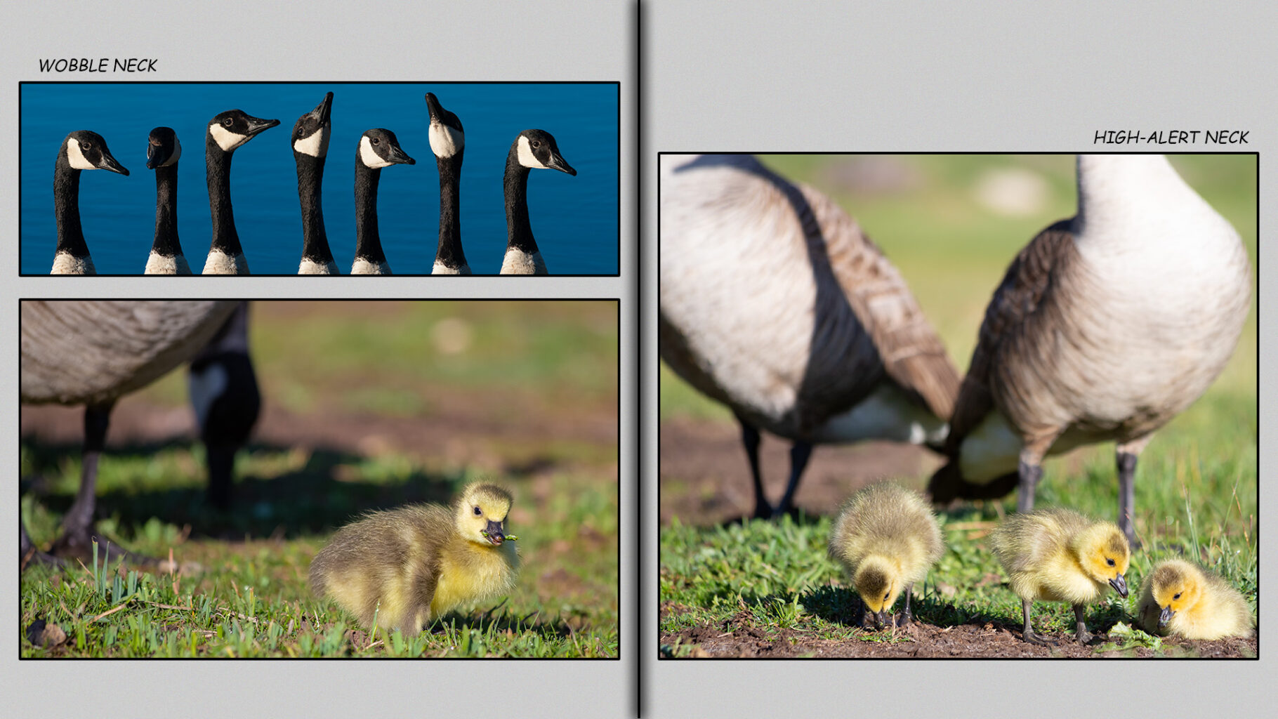 Canada gosling with an egg-tooth
