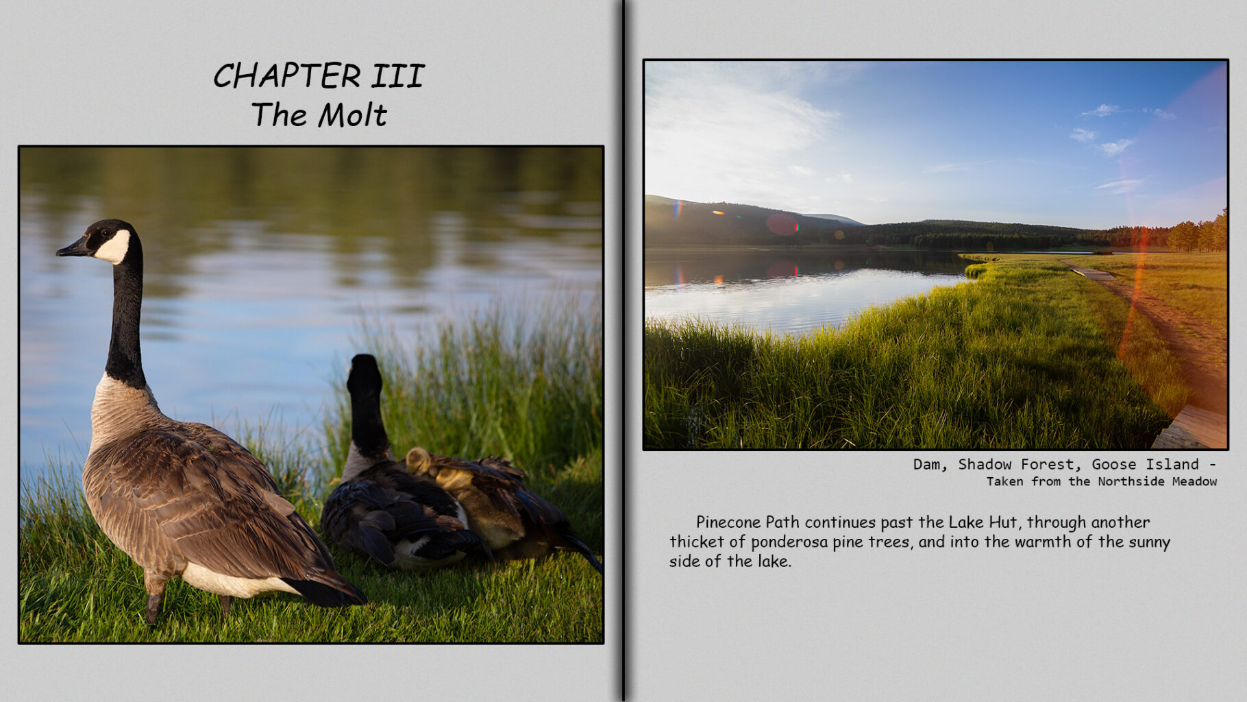 Sunrise on Pinecone lake. The goslings are almost too big to fit under their guardian goose's wing.