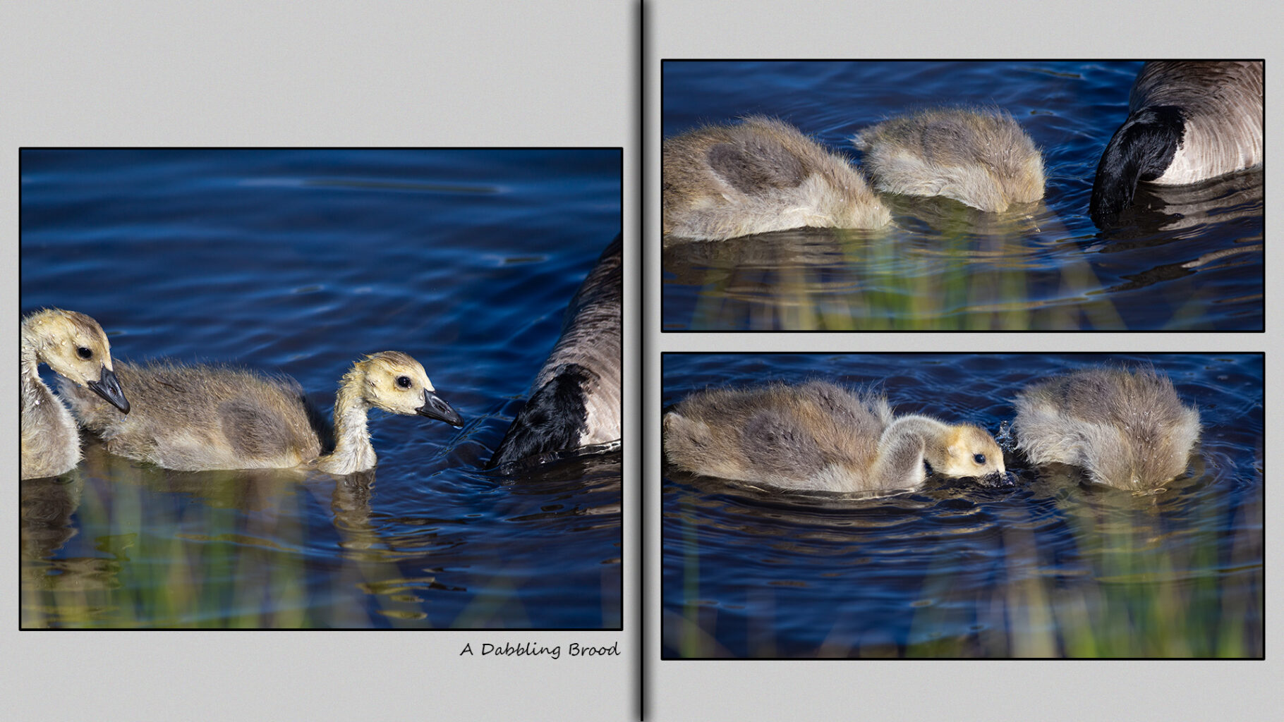 A dabbling brood. Three-week-old goslings. 
