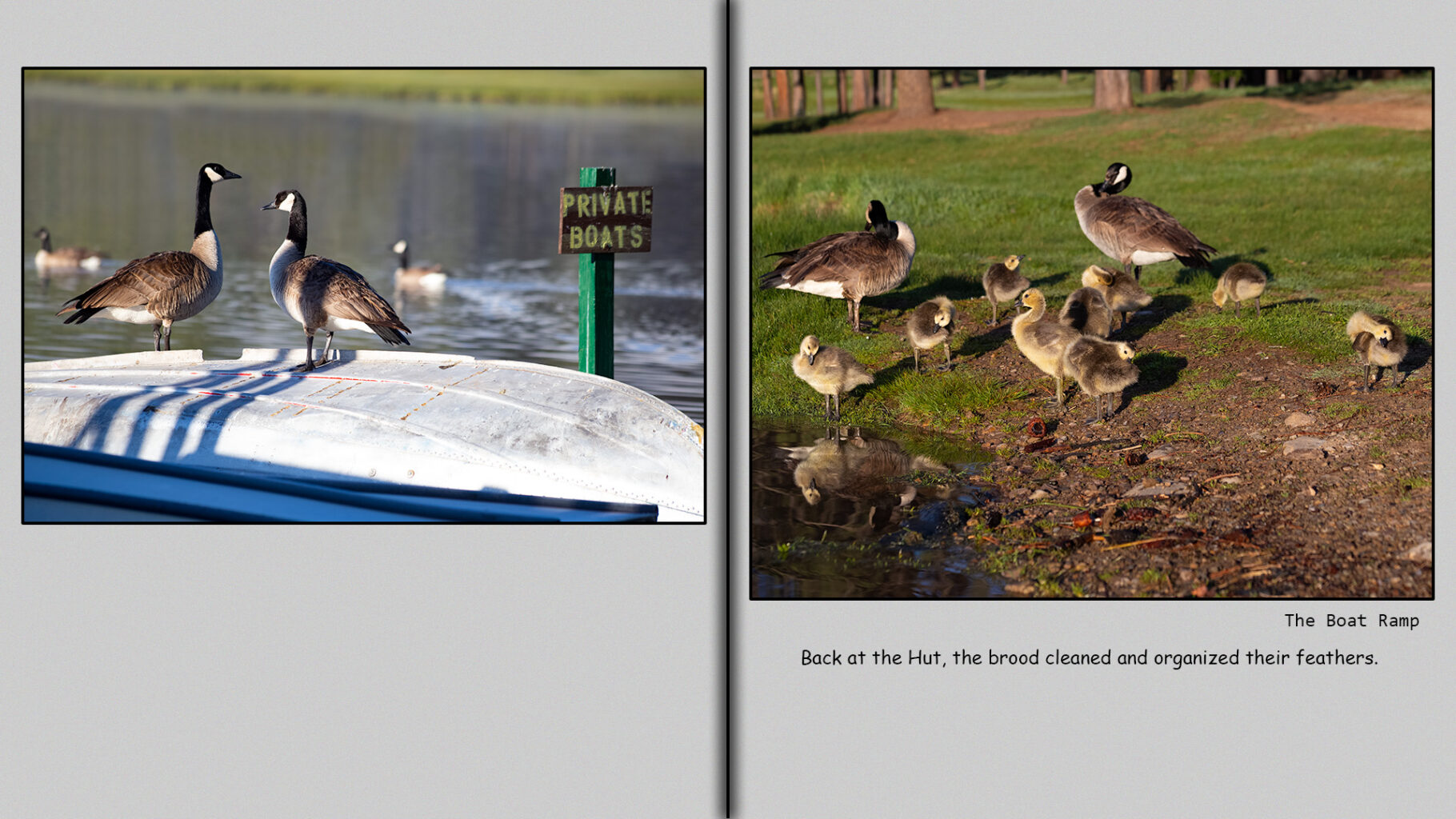 Canada geese apend a lot of time cleaning and organizing their feathers.