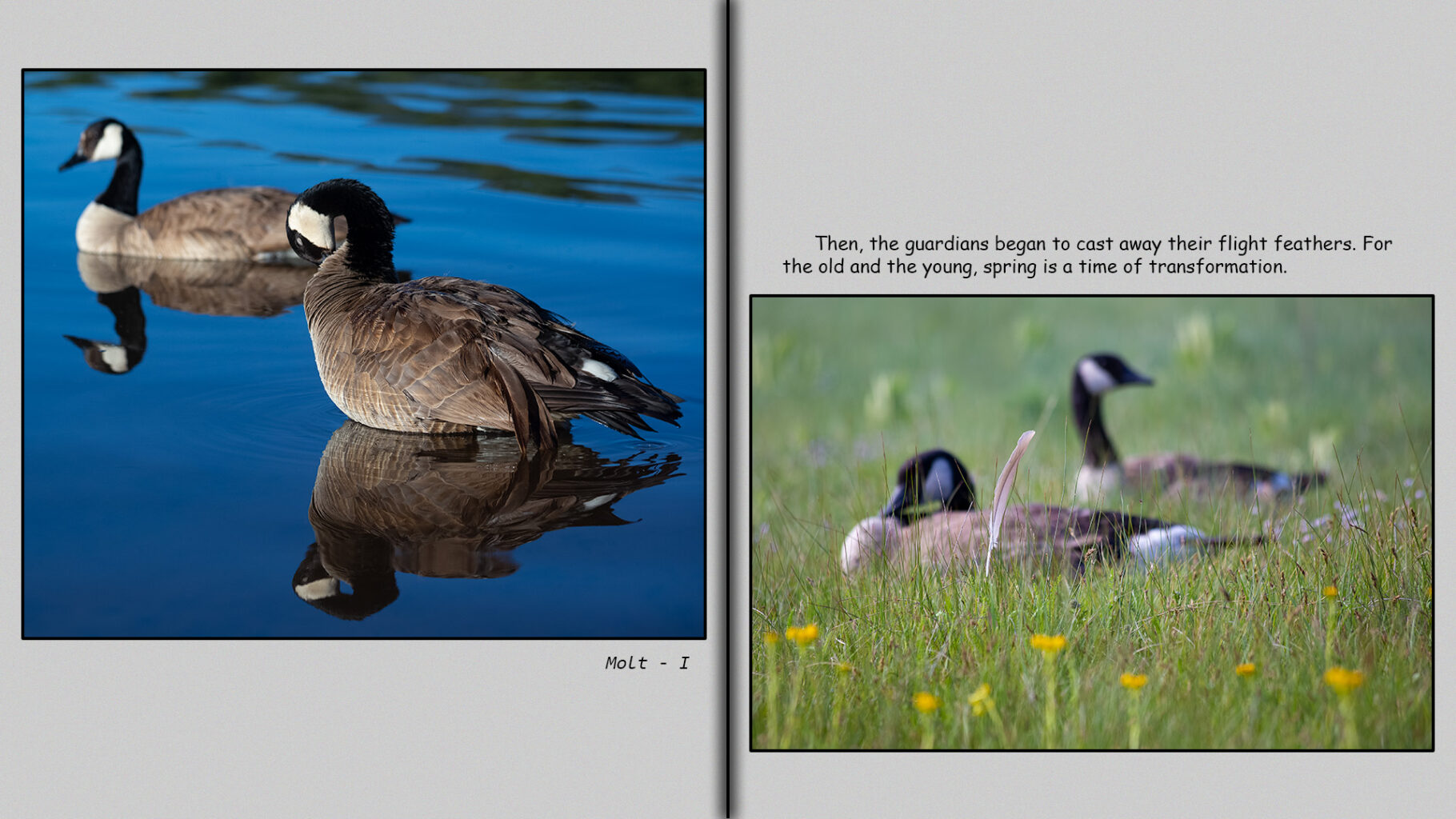 Canada goose who has begun to molt.