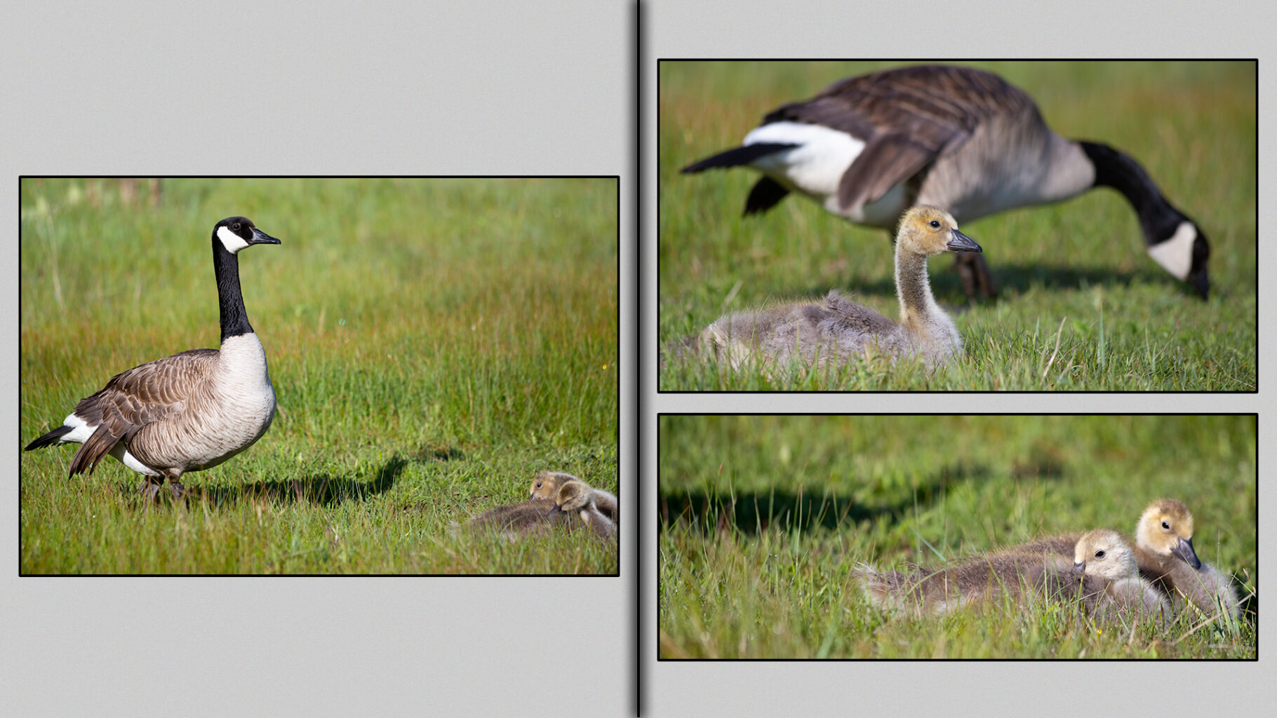 Canada Goose molting with three-week-old goslings.