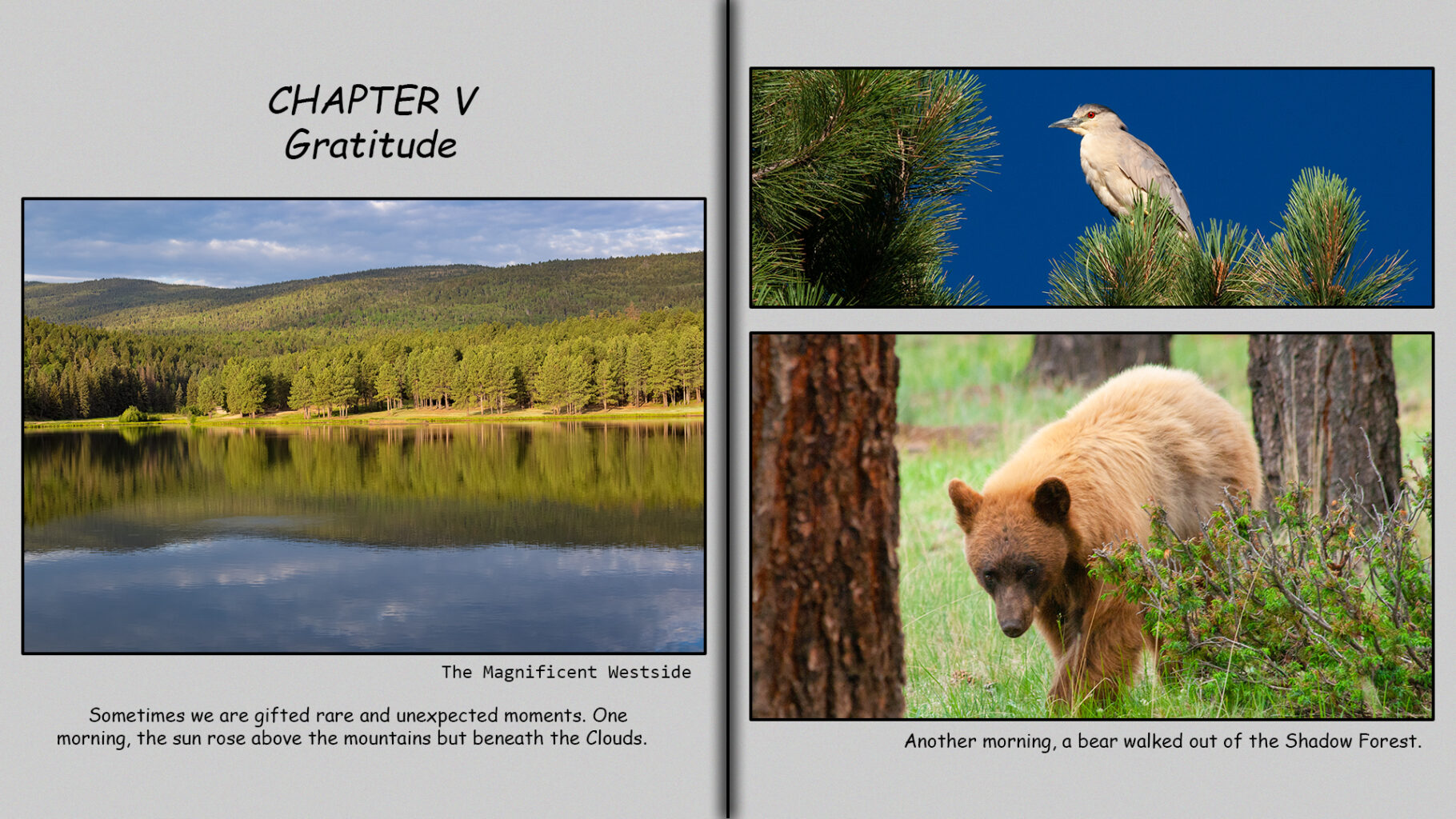 Night heron and a bear