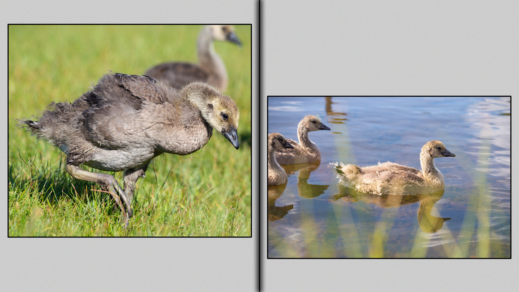 Five-week-old goslings make their getaway into the lake.