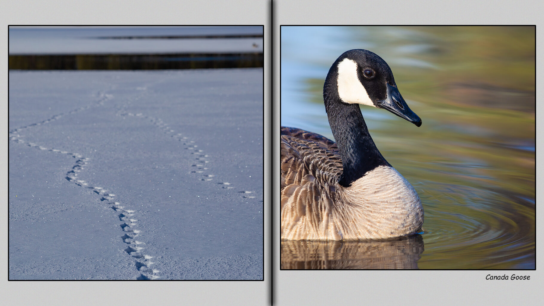 Goose prints in the snow.