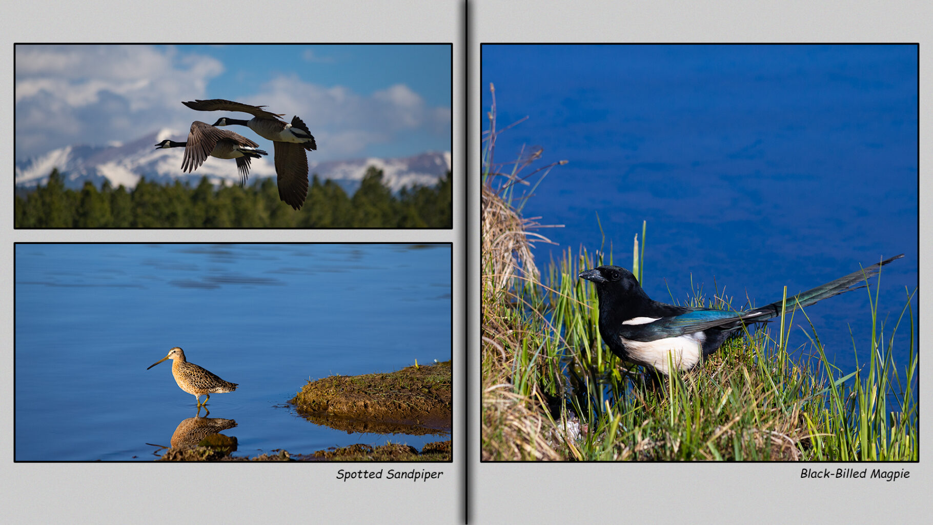 Canada Goose, Spotted Sandpiper, and Black-Billed Magpie