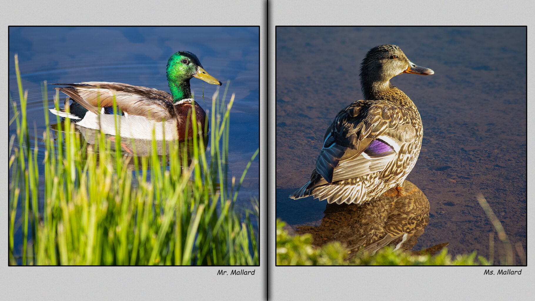 Mr. and Ms. Mallard