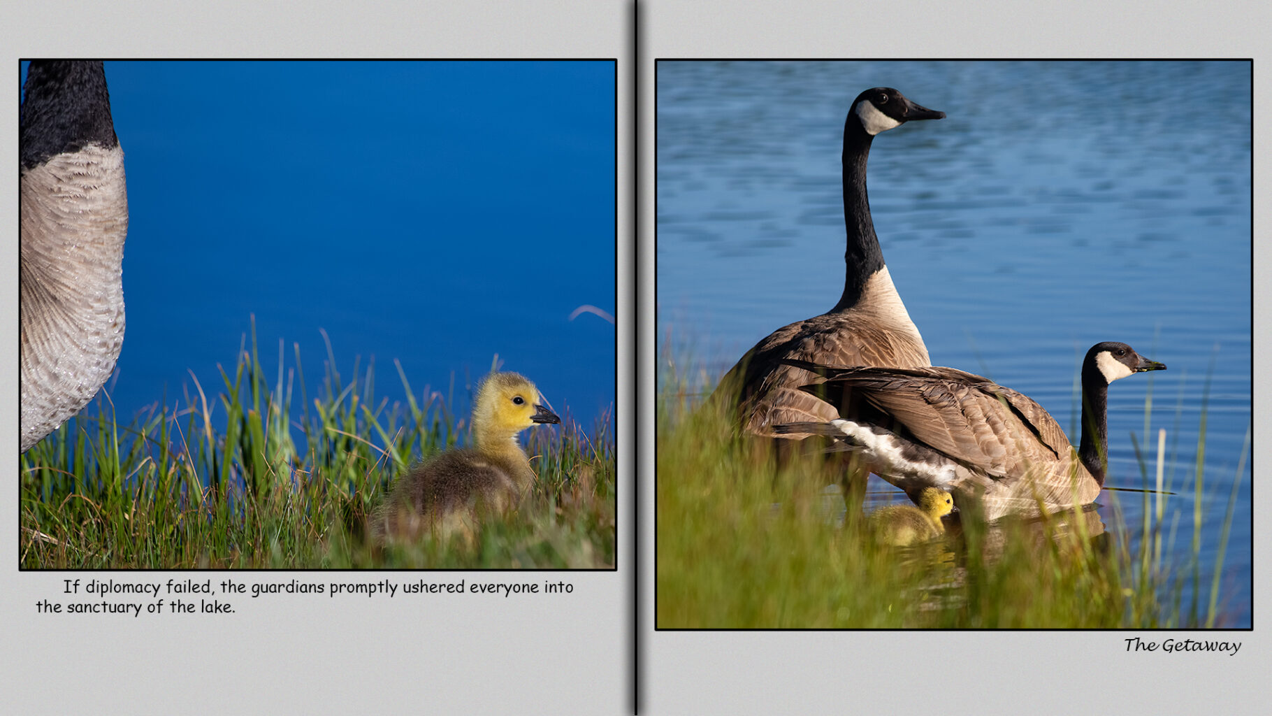 Canada gosling week-one