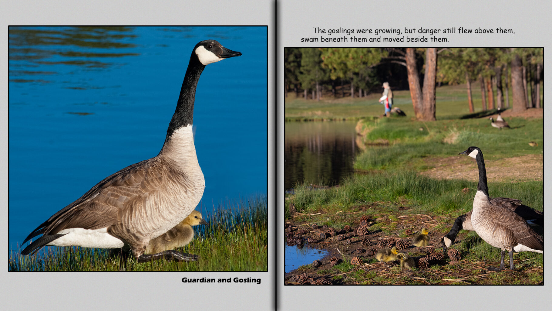 Canada Geese with two-week-old goslings