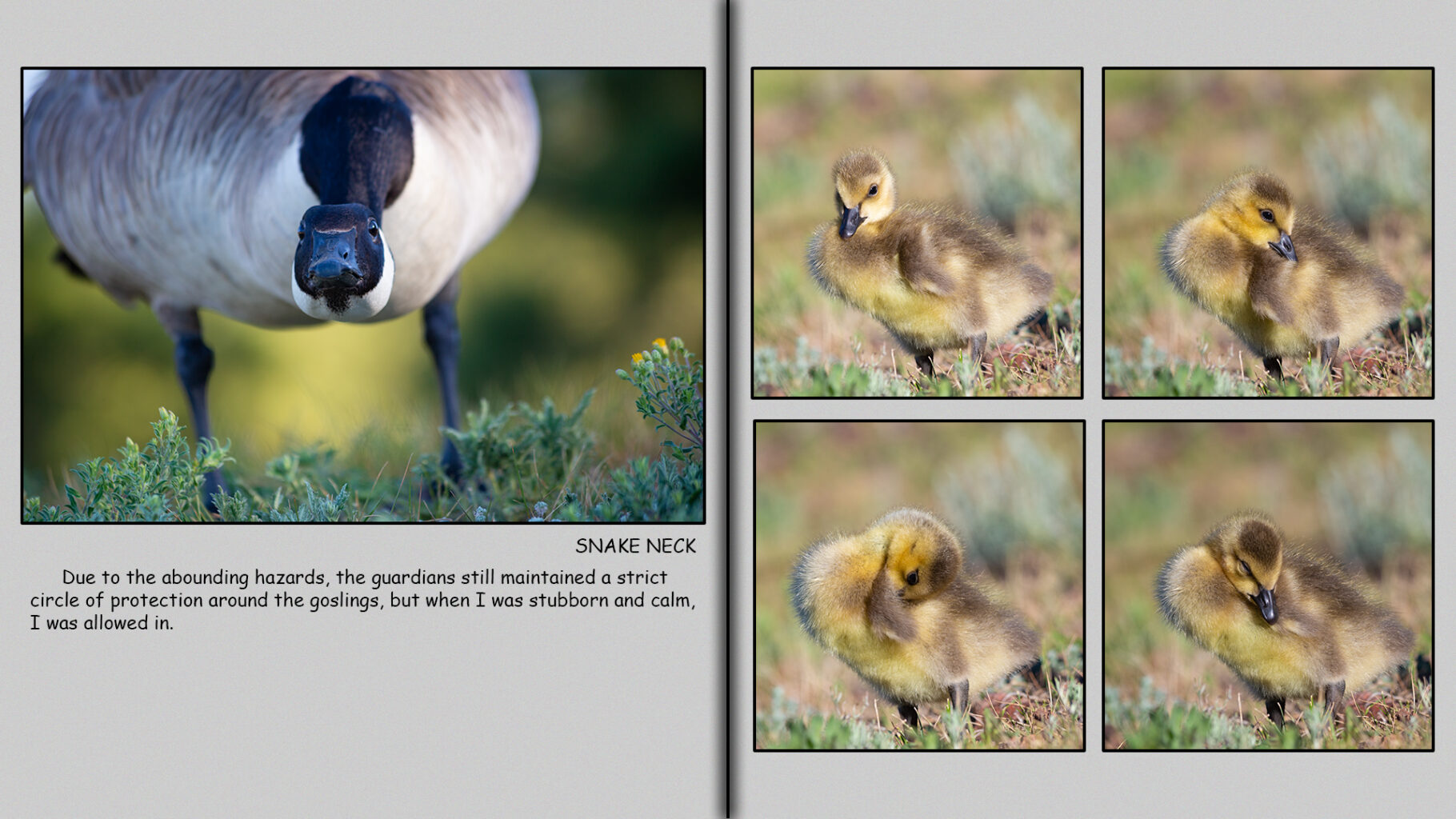 The guardian geese still maintained a strict circle of protection around the goslings.