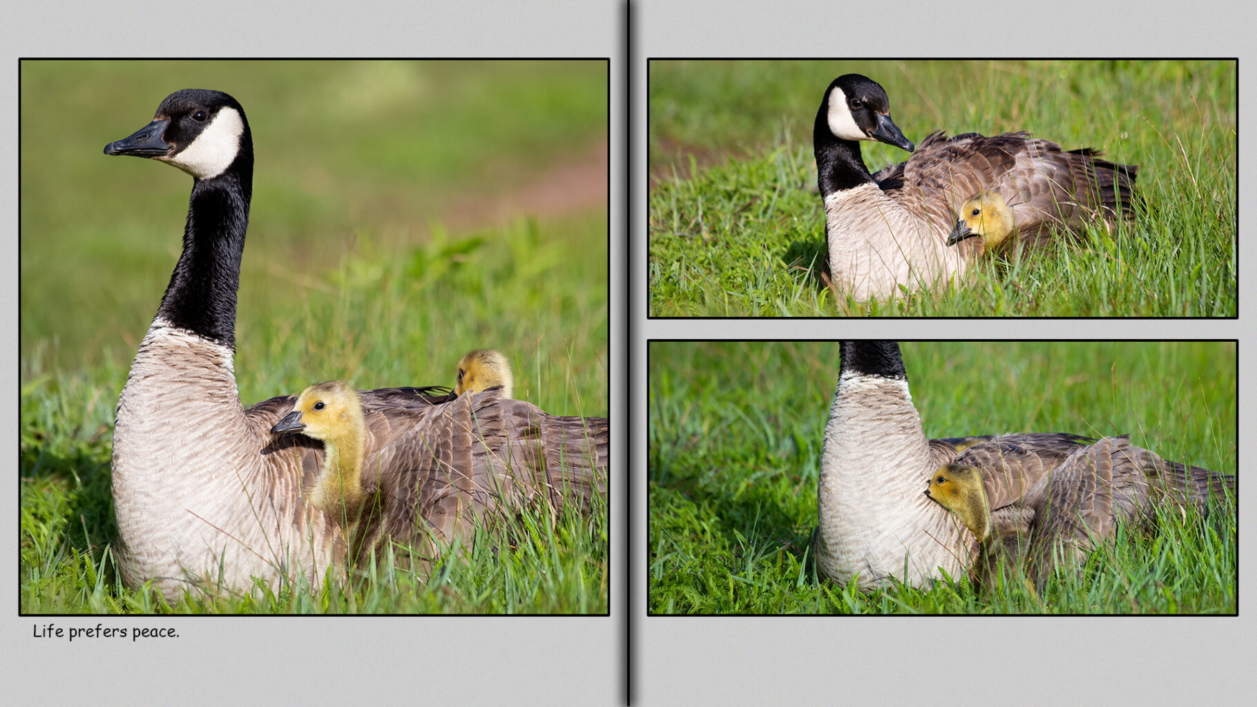 The sun peeks out from behind the clouds and shines upon Mother Goose and her goslings.