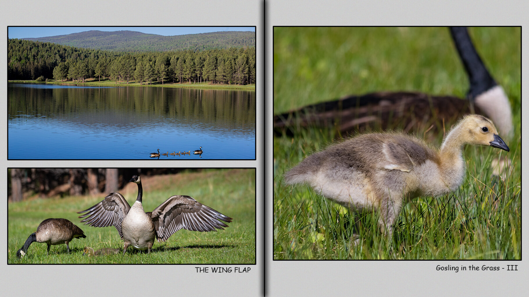 Three-Week-Old gosling