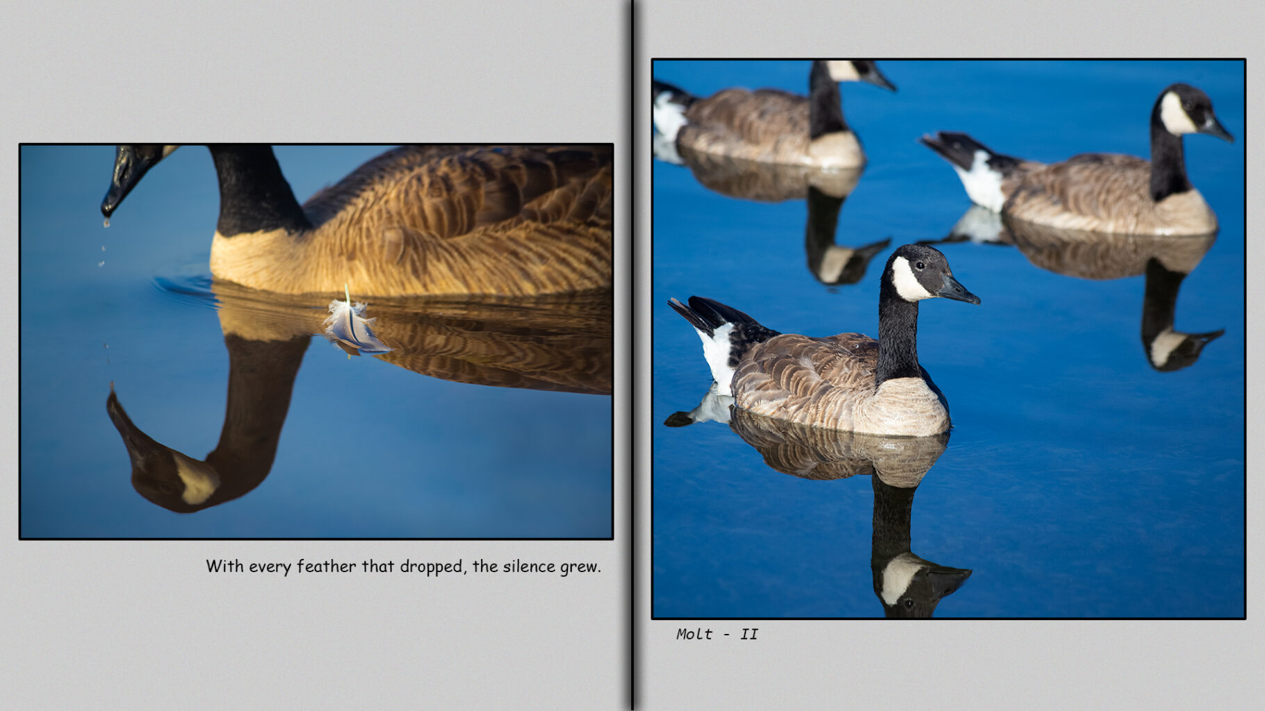 With every feather that dropped, the silence grew.