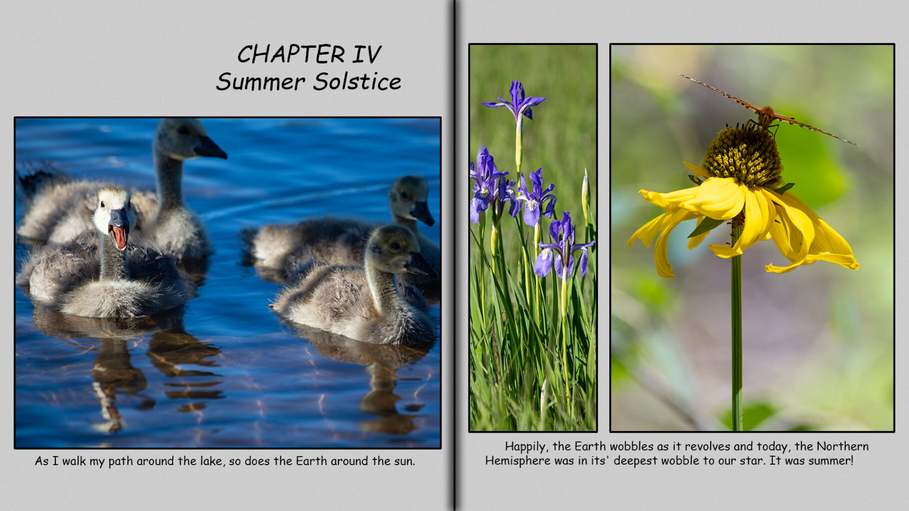 Four-week-old goslings and mountain wildflowers.