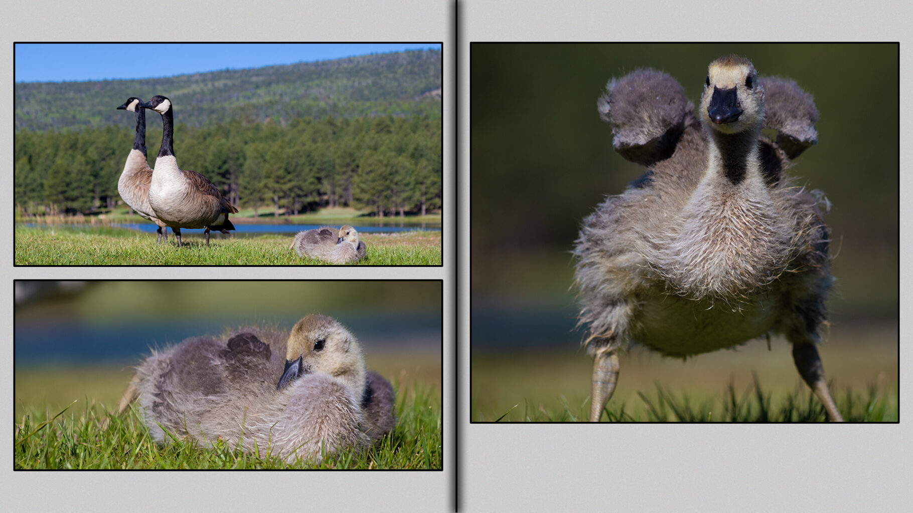 Four-week-old gosling.