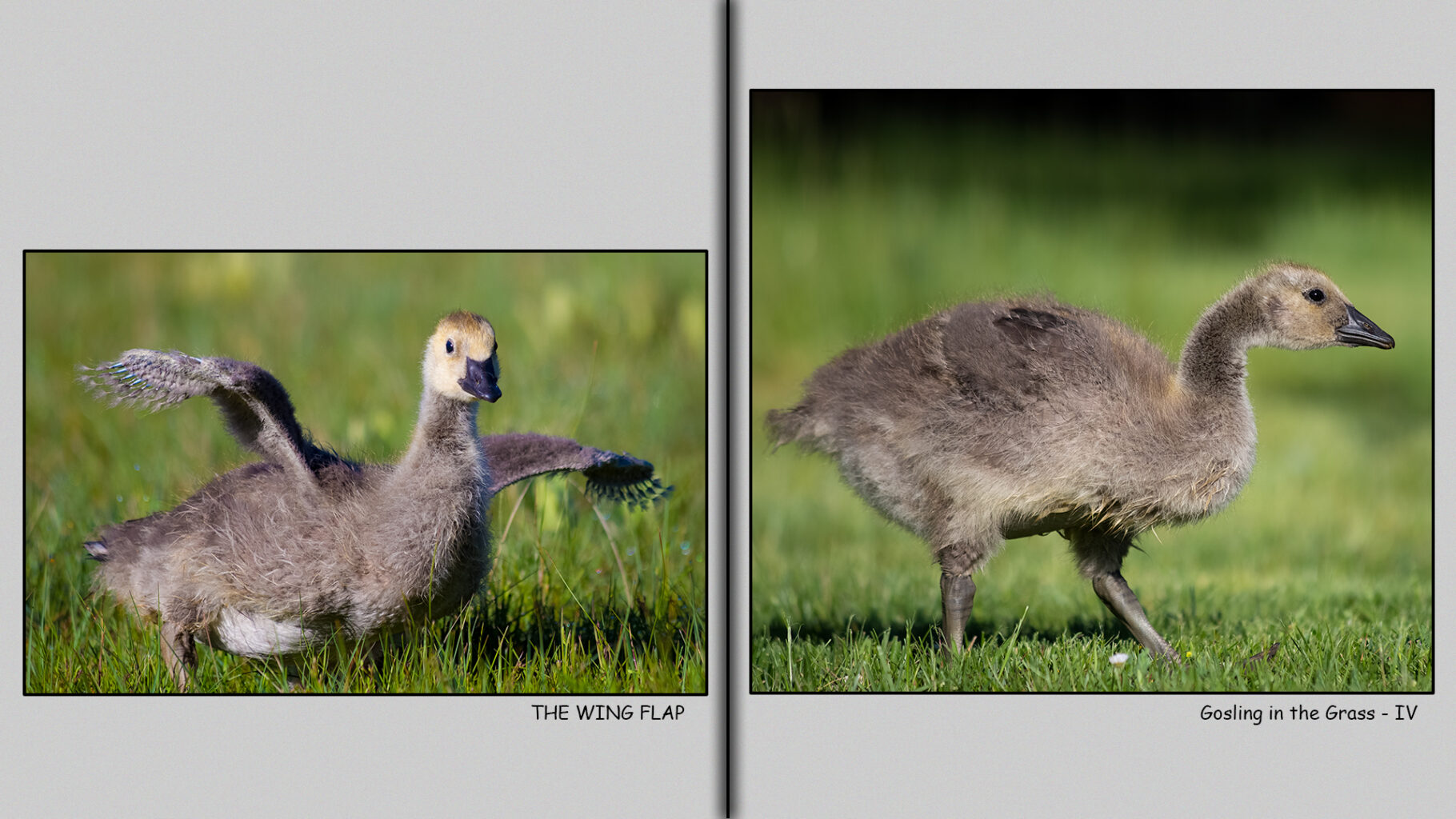 Week-four-gosling doing a wing flap.