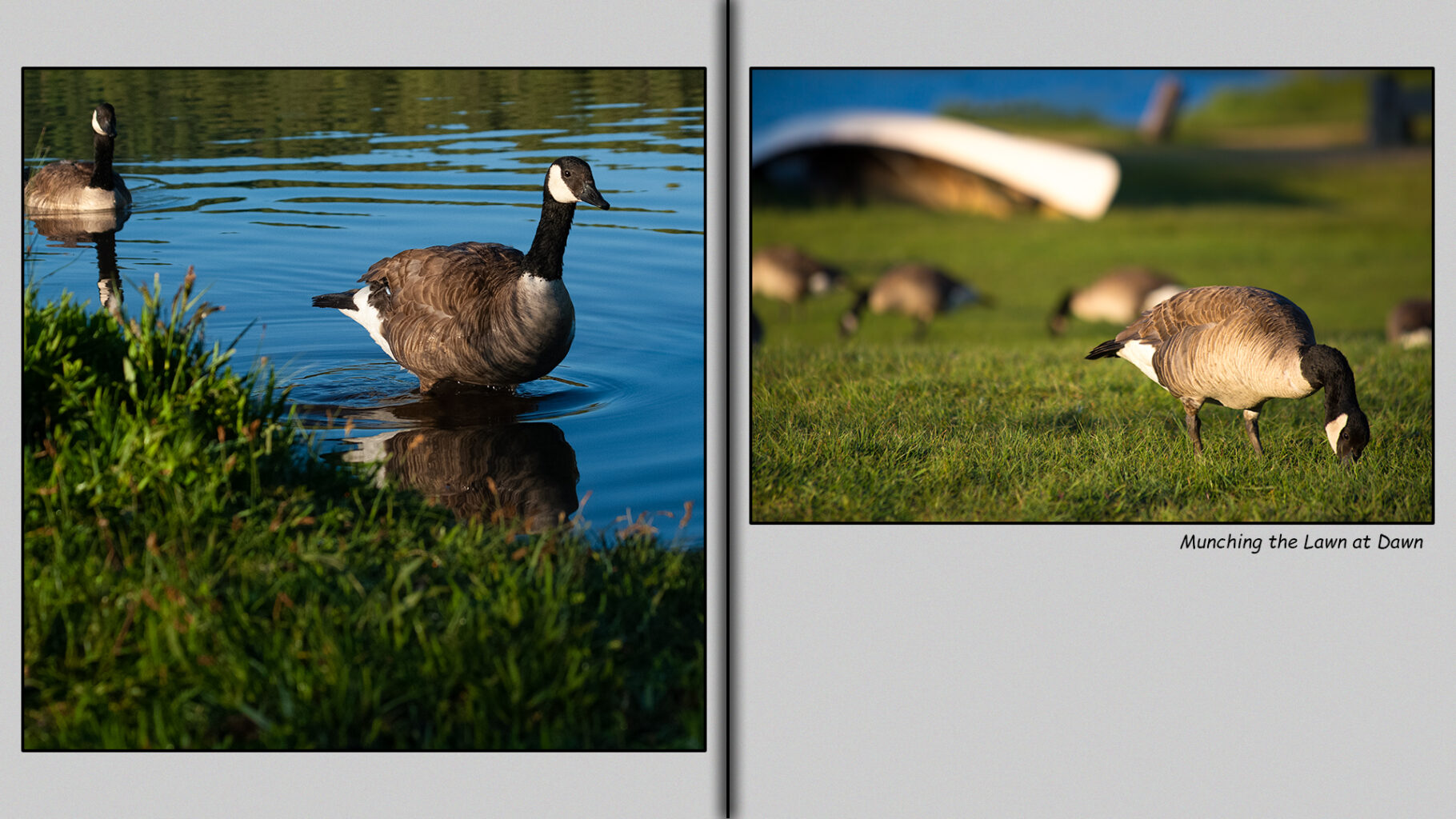 Canada geese munching the lawn at dawn.