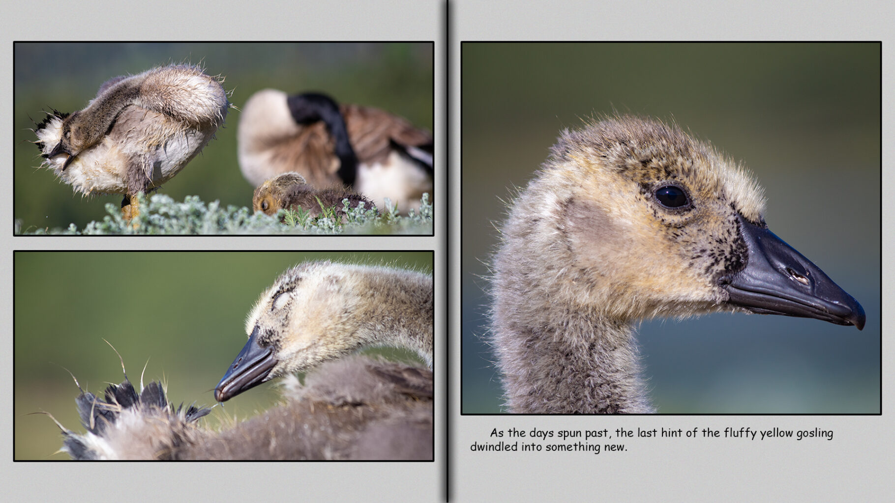 As the days spun past, the last hint of the fluffy yellow gosling dwindled into something new.